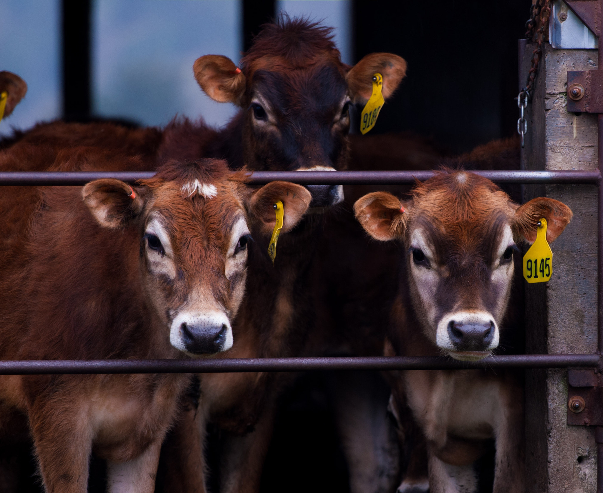 Nikon AF-S Nikkor 70-200mm F2.8G ED VR II sample photo. Cows photography