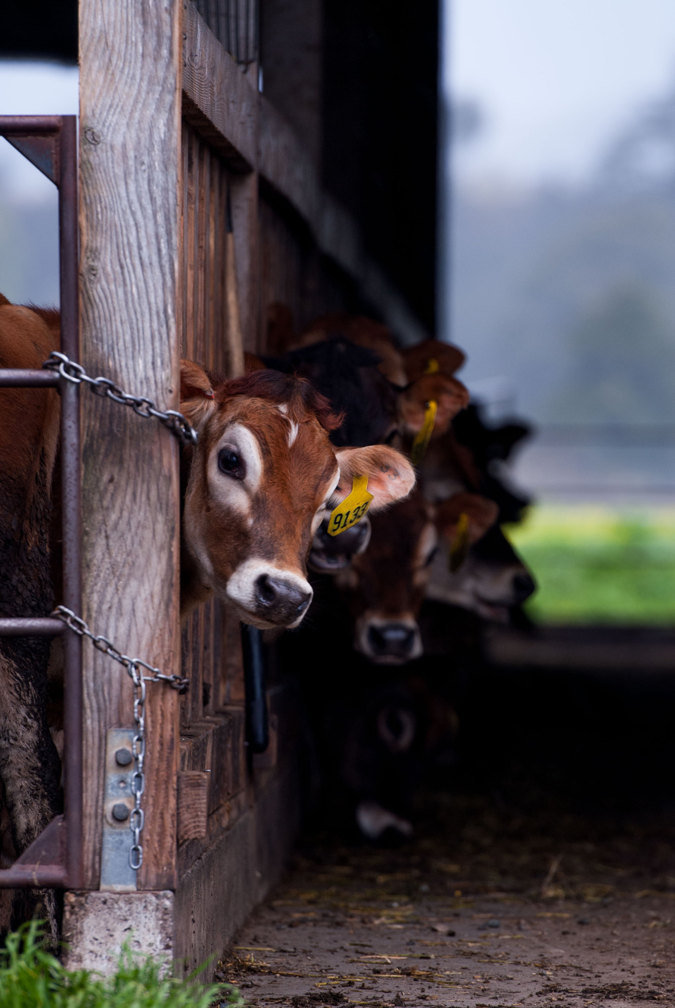 Nikon AF-S Nikkor 70-200mm F2.8G ED VR II sample photo. Cow photography