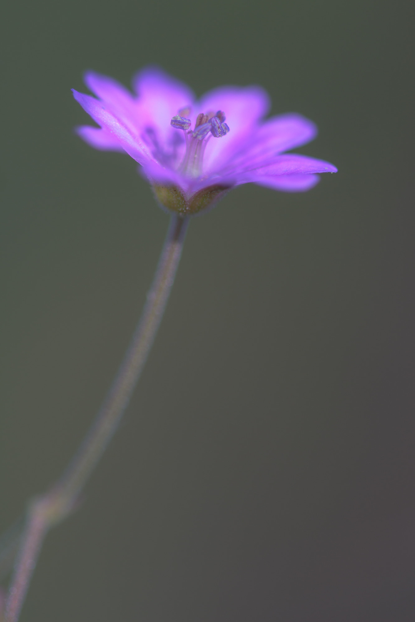 Sigma 105mm F2.8 EX DG OS HSM sample photo. Nature  photography