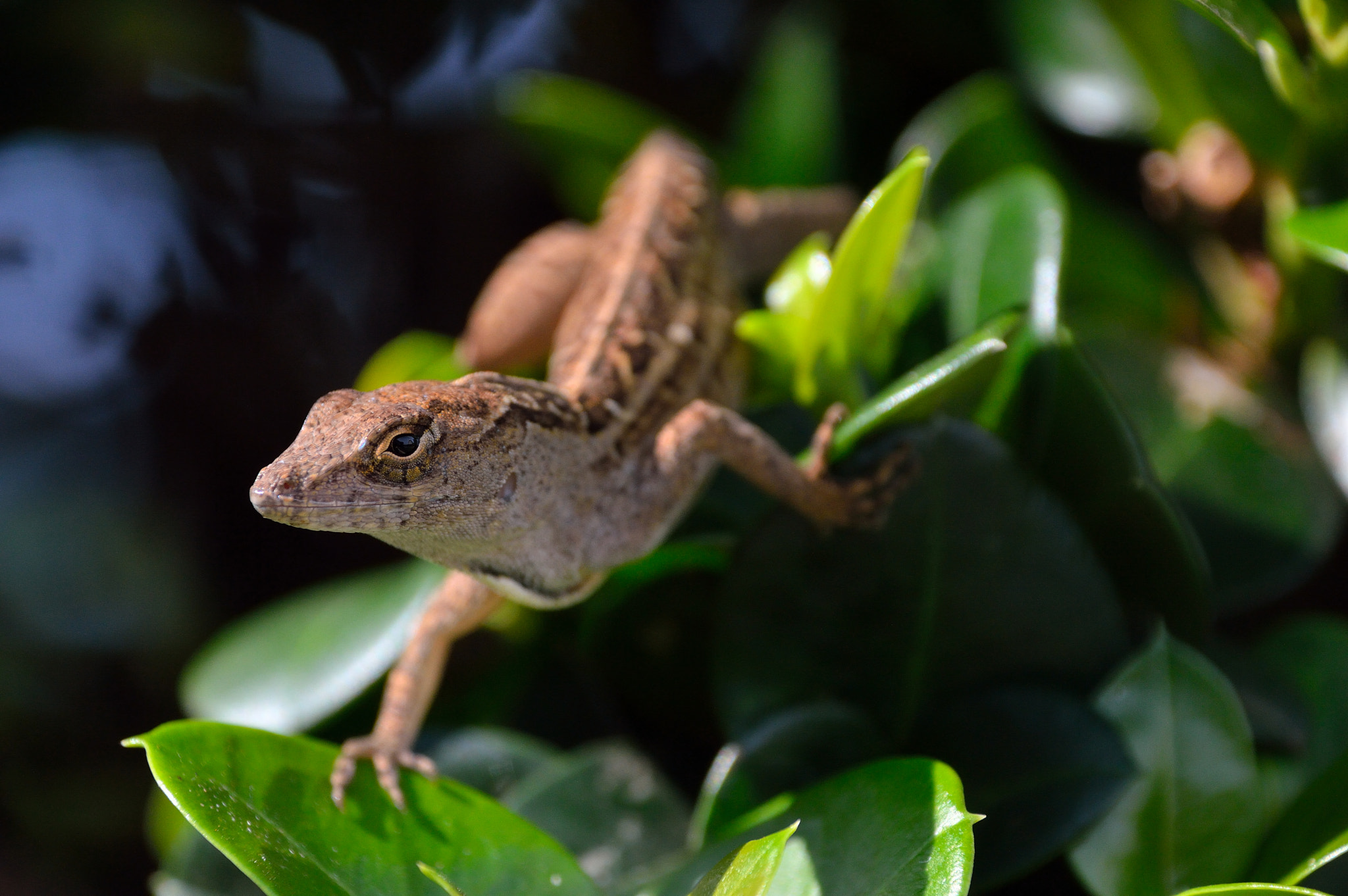 Nikon D3200 sample photo. Lizard in maui 2 photography