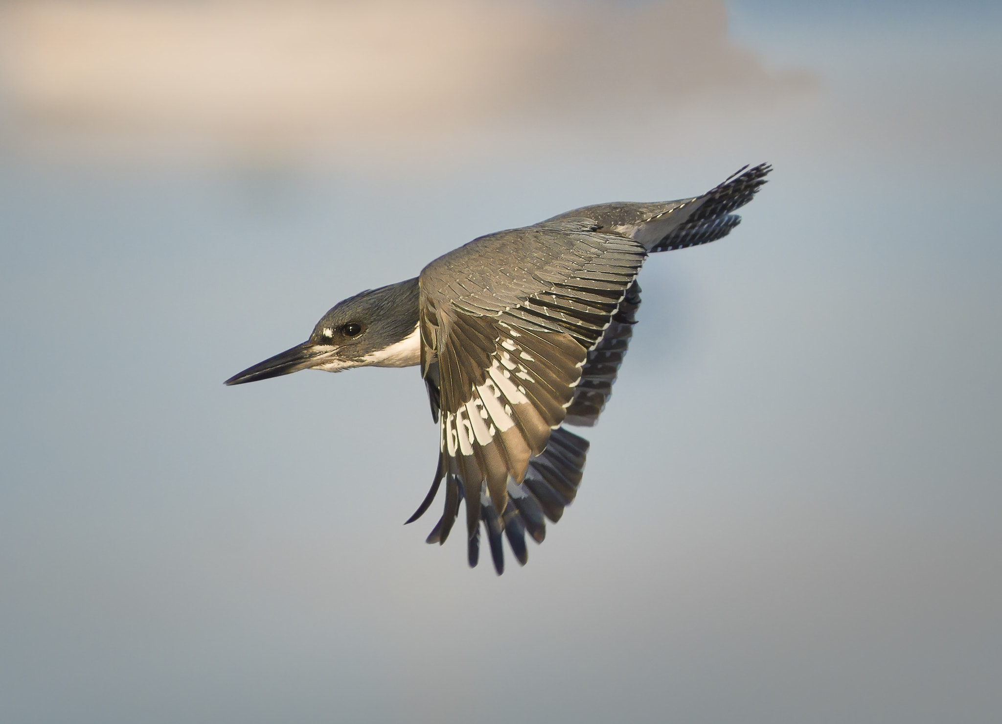 Nikon D800E + AF Nikkor 300mm f/4 IF-ED sample photo. Belted kingfisher photography