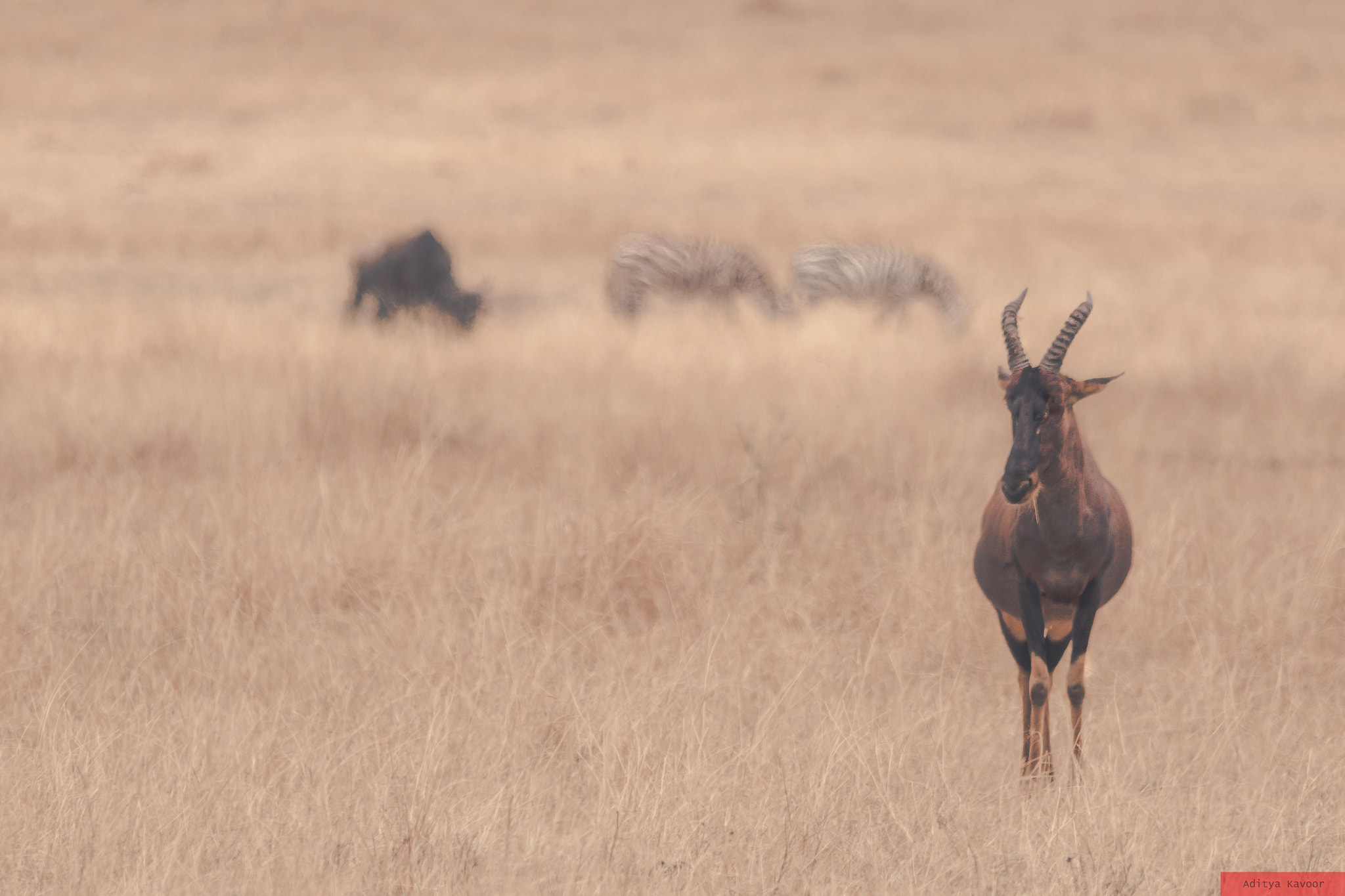 Canon EOS 7D Mark II + Sigma 150-500mm F5-6.3 DG OS HSM sample photo. A topi. photography