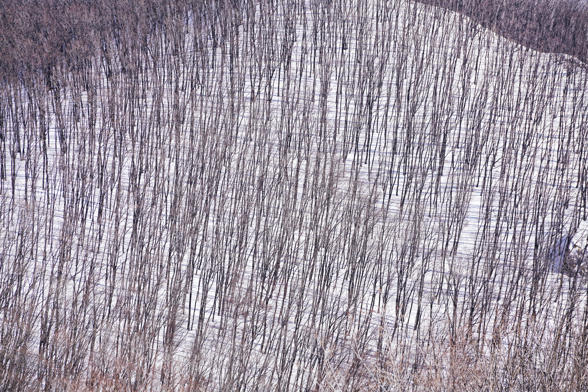 Sony FE 70-200mm F4 G OSS sample photo. Cast shadow of woods photography
