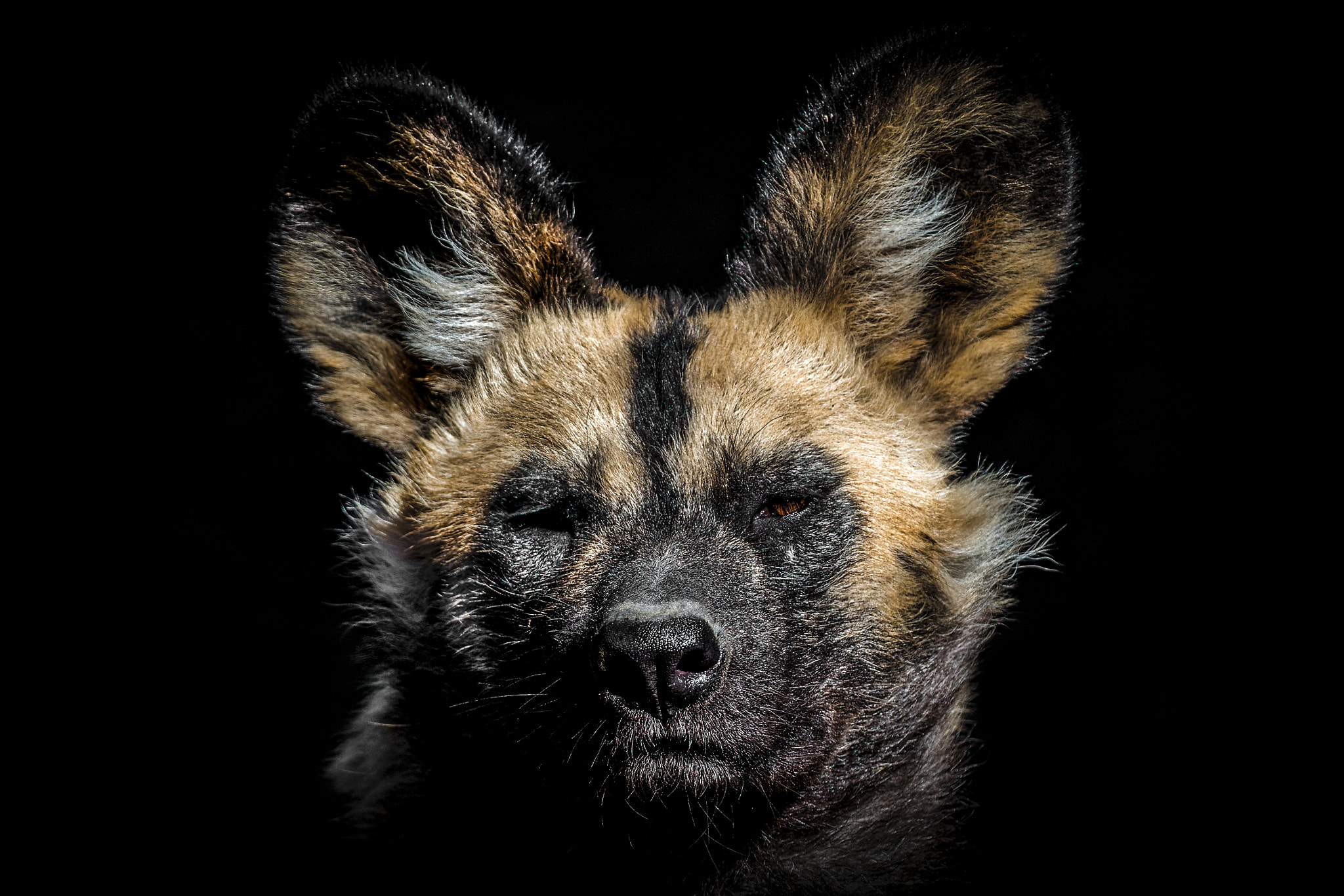 Nikon AF-S Nikkor 200-500mm F5.6E ED VR sample photo. African wild dog photography