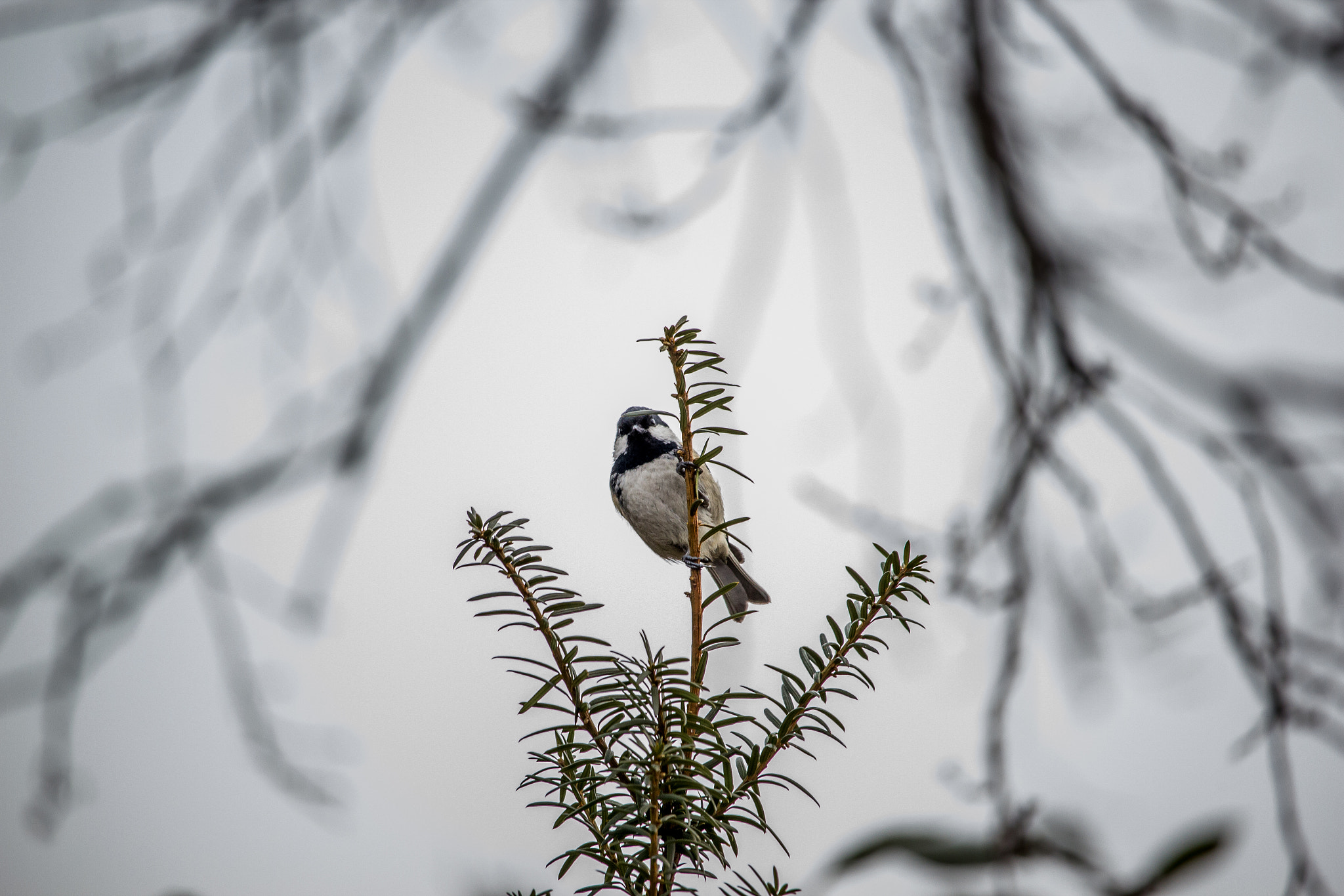 Canon EF-S 55-250mm F4-5.6 IS STM sample photo. Coal tit staring at the camera photography