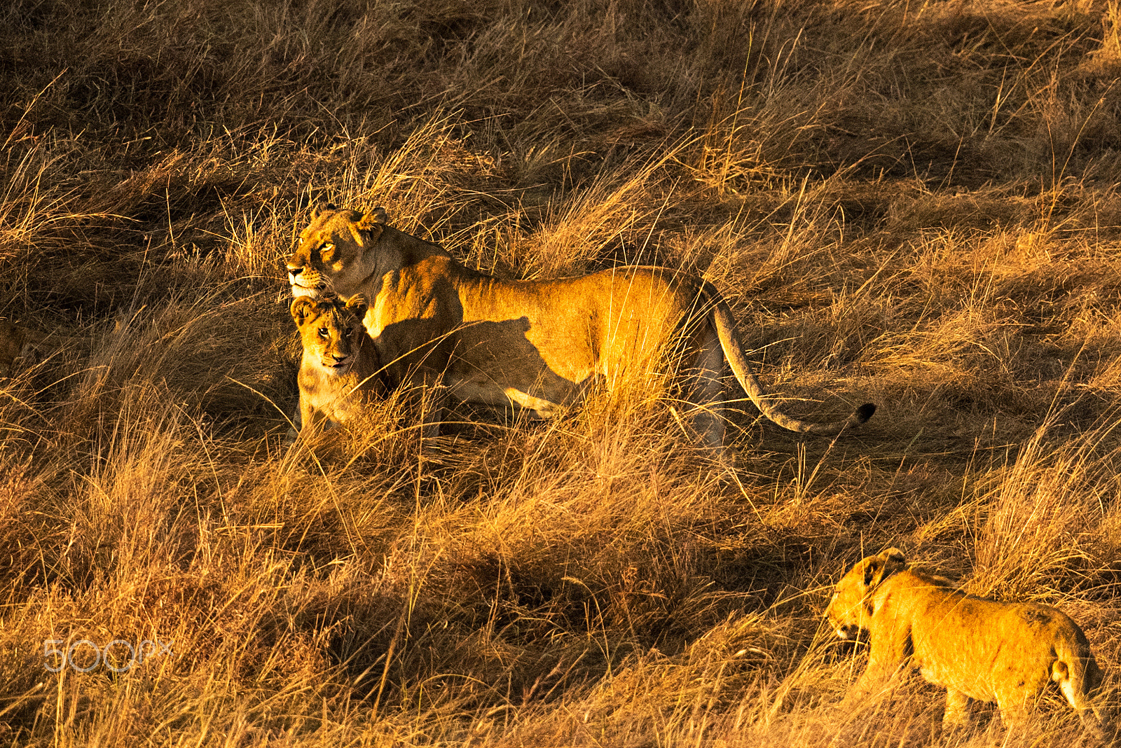 Nikon D5 sample photo. Lioness & cubs photography