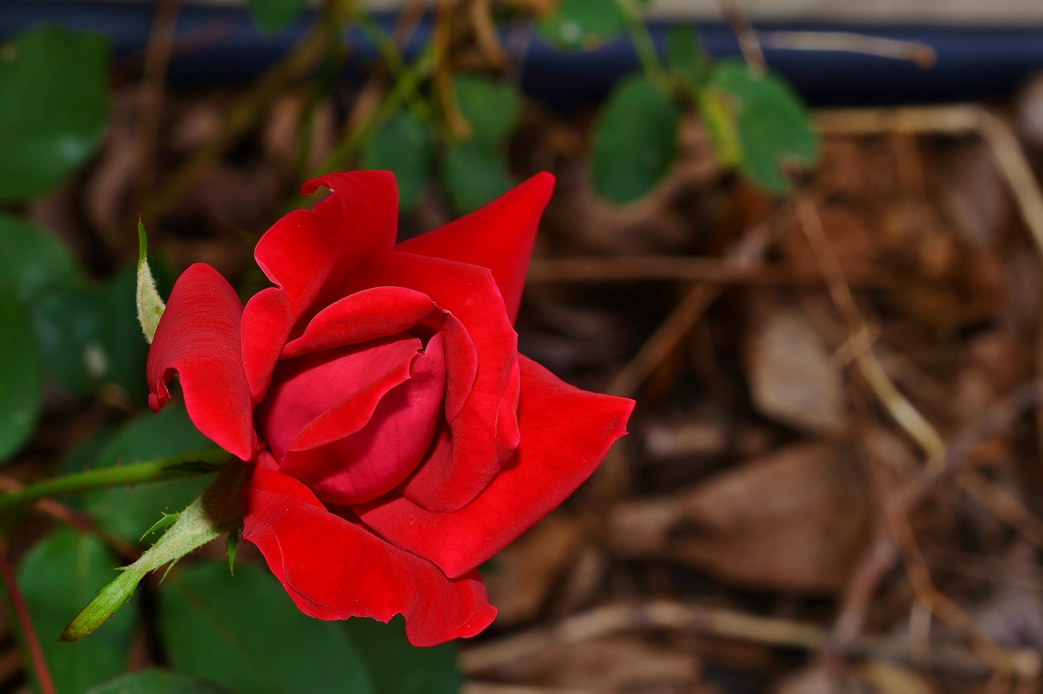Nikon AF-S DX Micro Nikkor 40mm F2.8 sample photo