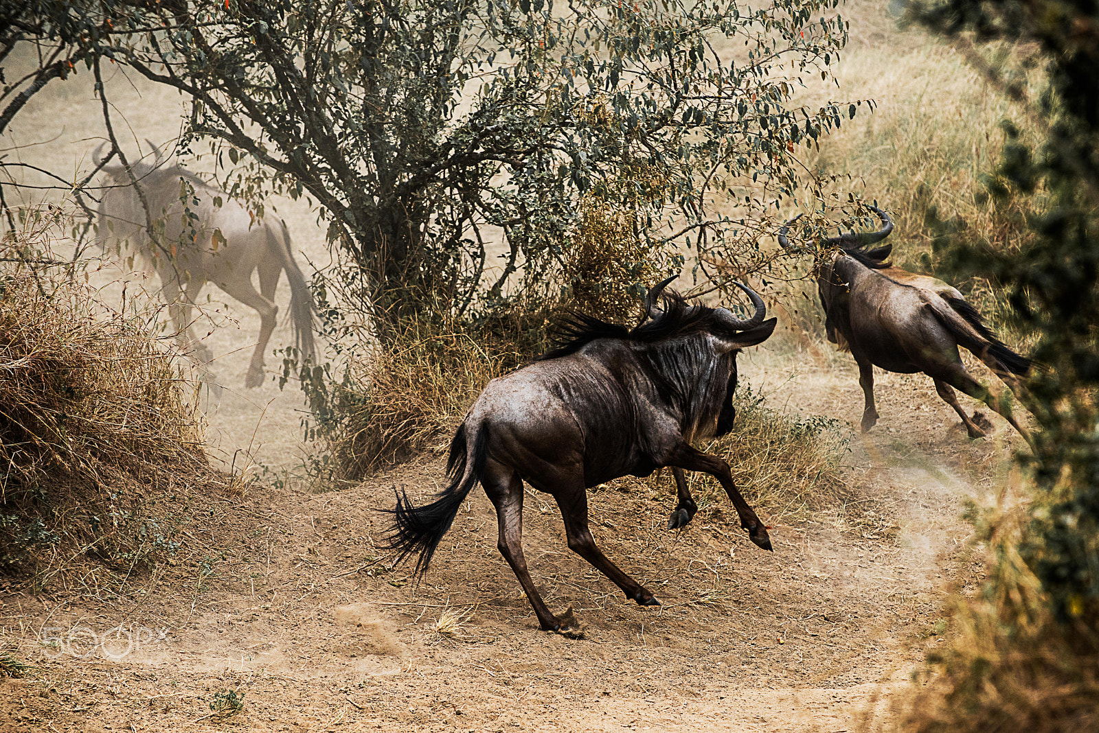 Nikon D810 sample photo. Wildebeest stampede photography