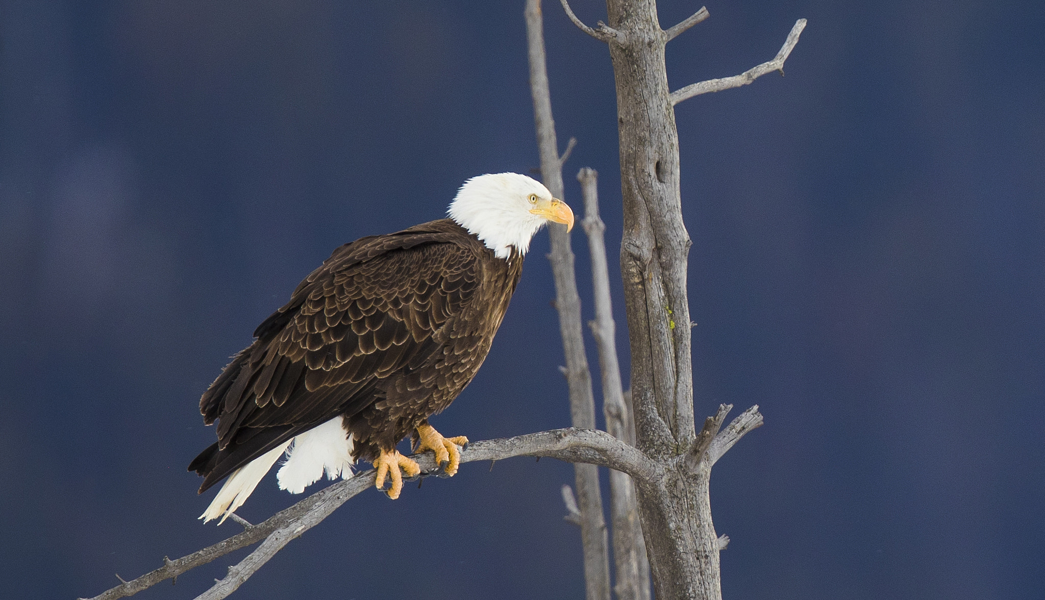 Canon EF 600mm F4L IS II USM sample photo. Bald eagle in the lamar valley photography