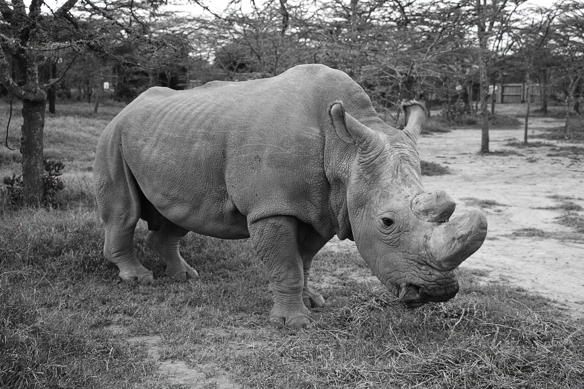 Canon EOS 450D (EOS Rebel XSi / EOS Kiss X2) sample photo. White rhino photography