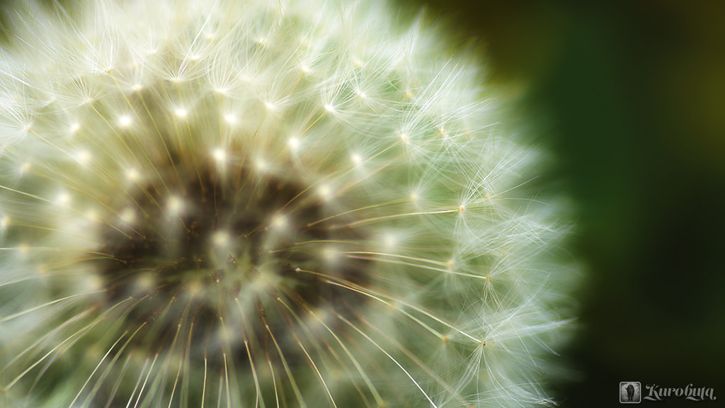 Pentax smc D-FA 100mm F2.8 Macro WR sample photo. Fluff photography