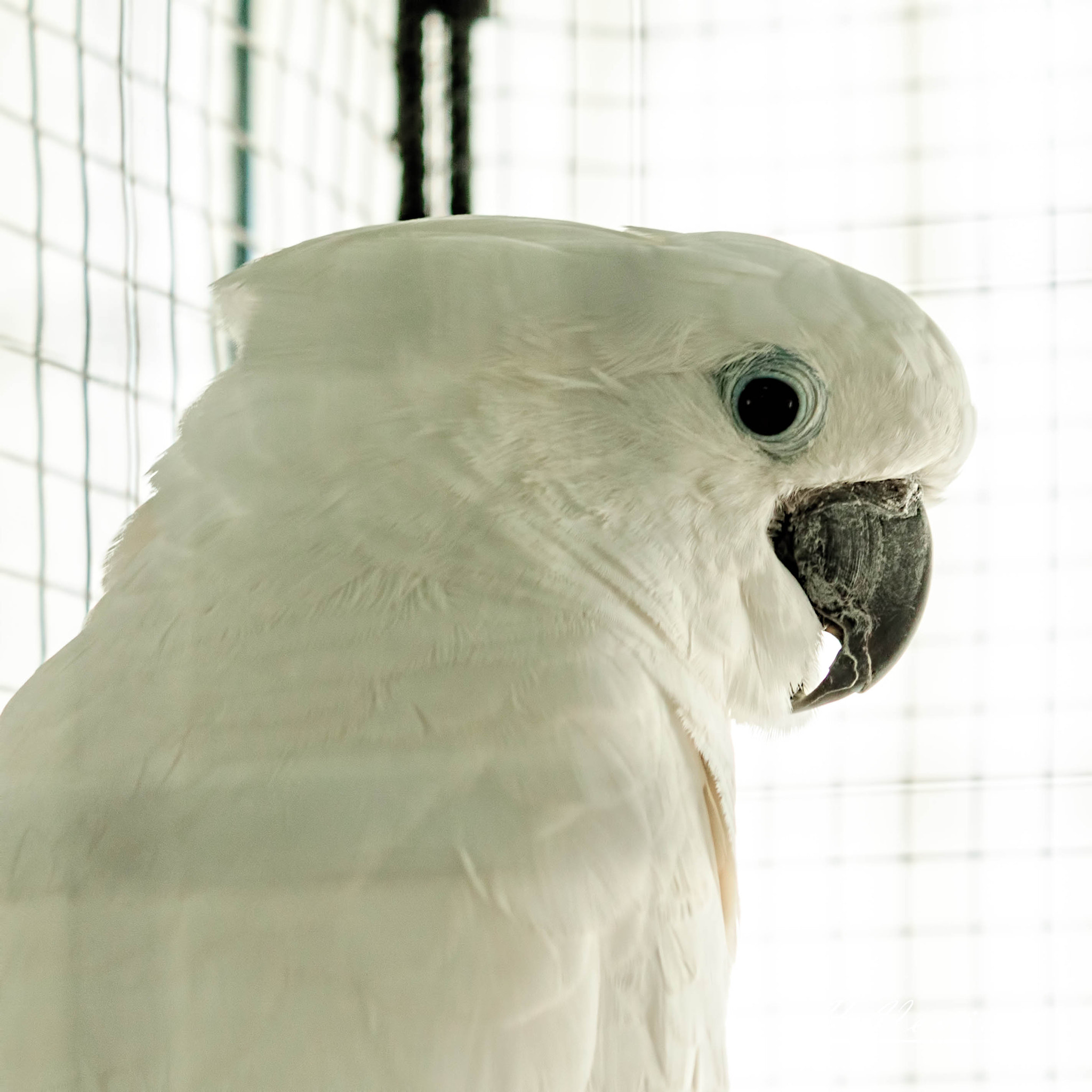 Canon EF-S 18-55mm F3.5-5.6 IS sample photo. En cage photography