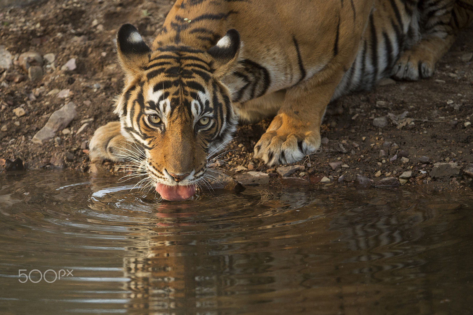 Nikon D5 + Nikon AF-S Nikkor 200-400mm F4G ED-IF VR sample photo. Thirsty cat photography