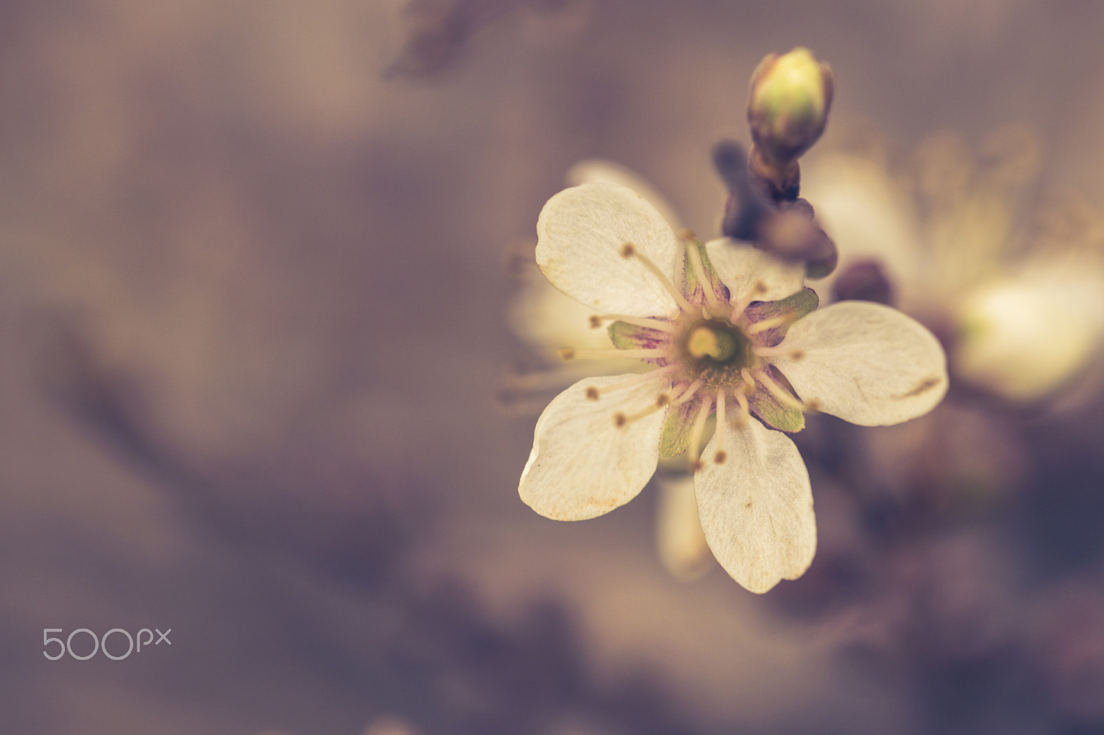 Sigma 150mm F2.8 EX DG Macro HSM sample photo. Dreamer photography