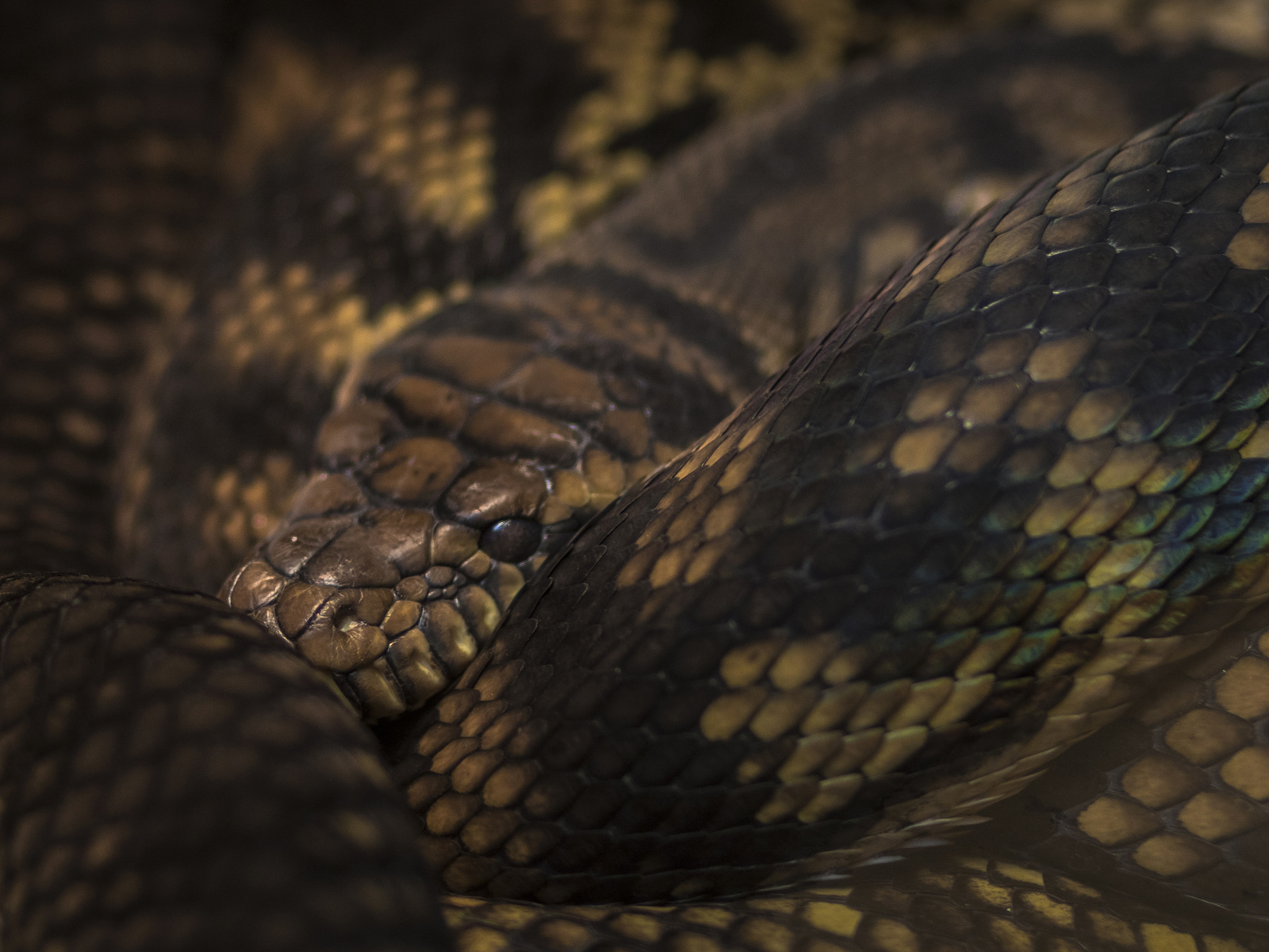 Canon EF 85mm F1.8 USM sample photo. Snake eye 2 photography