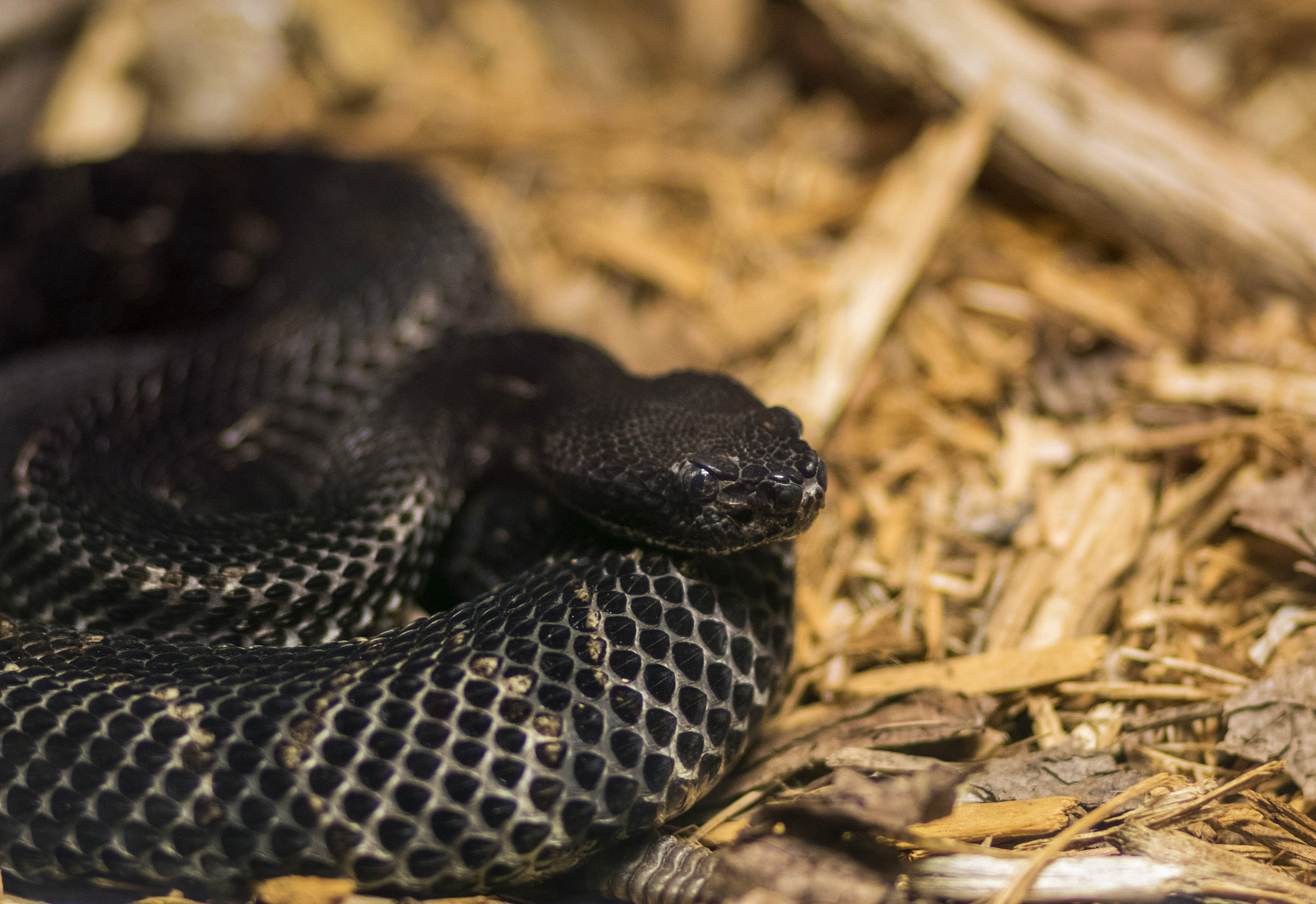 Canon EF 85mm F1.8 USM sample photo. Timber rattlesnake photography