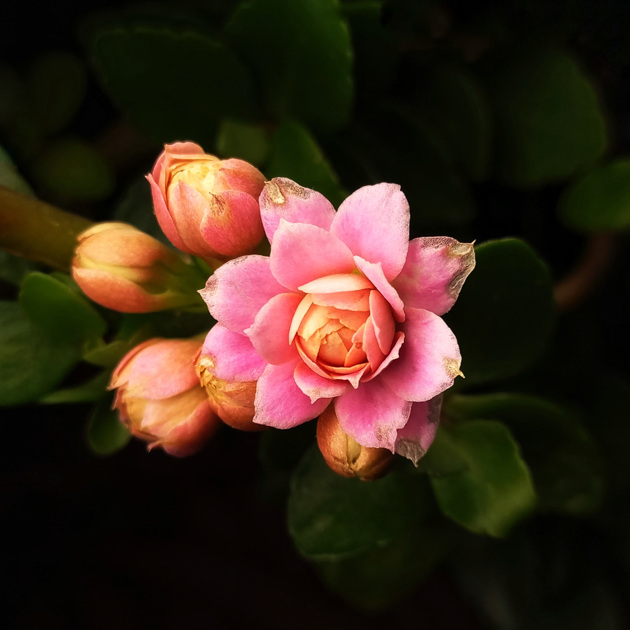 Meizu MX6 sample photo. Flower  photography