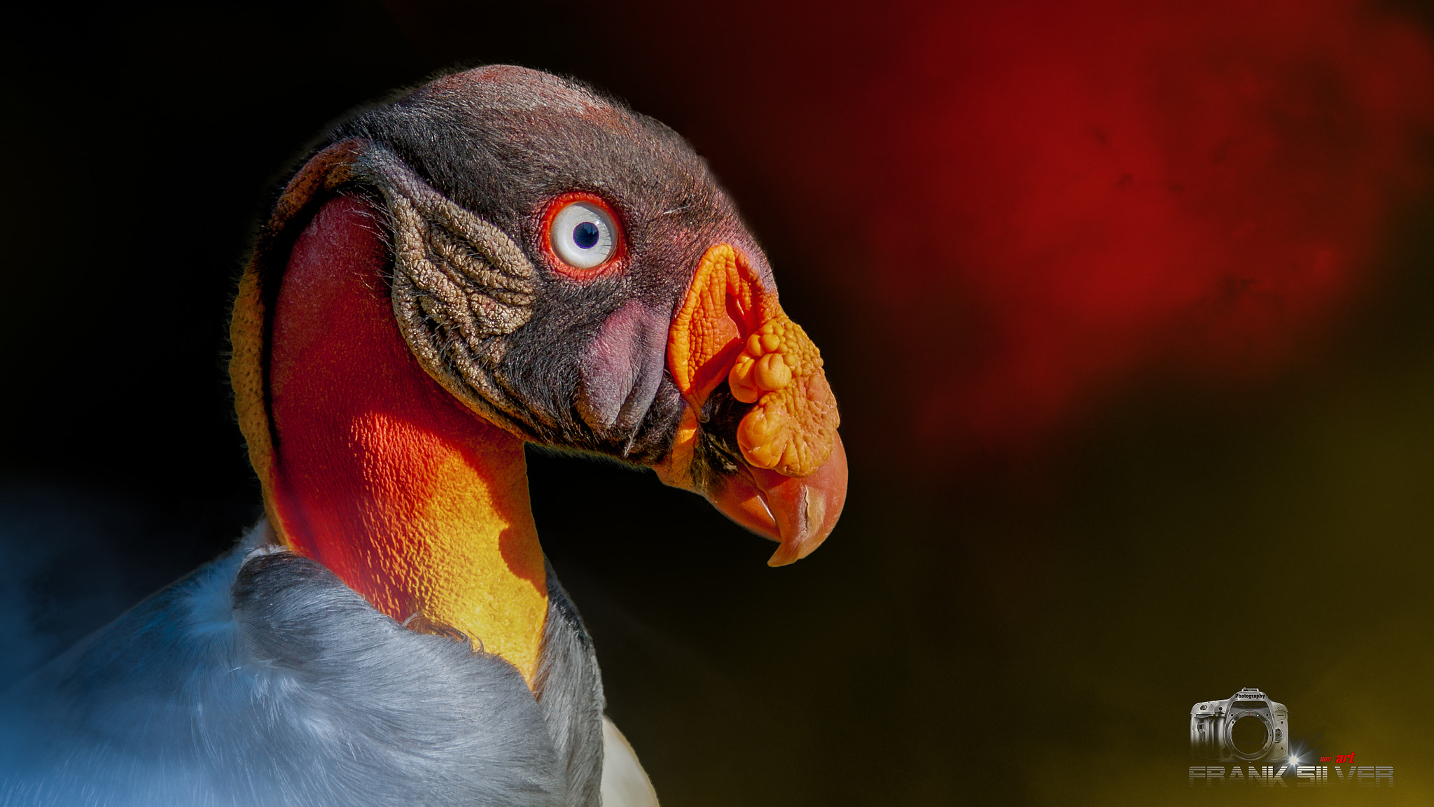 Sigma 70-200mm F2.8 EX DG OS HSM sample photo. Bird of paradise photography
