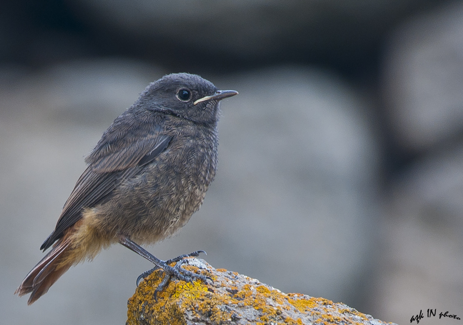 Nikon AF-S Nikkor 200-500mm F5.6E ED VR sample photo. Kara kızılkuyruk » black redstart » phoenicurus oc photography