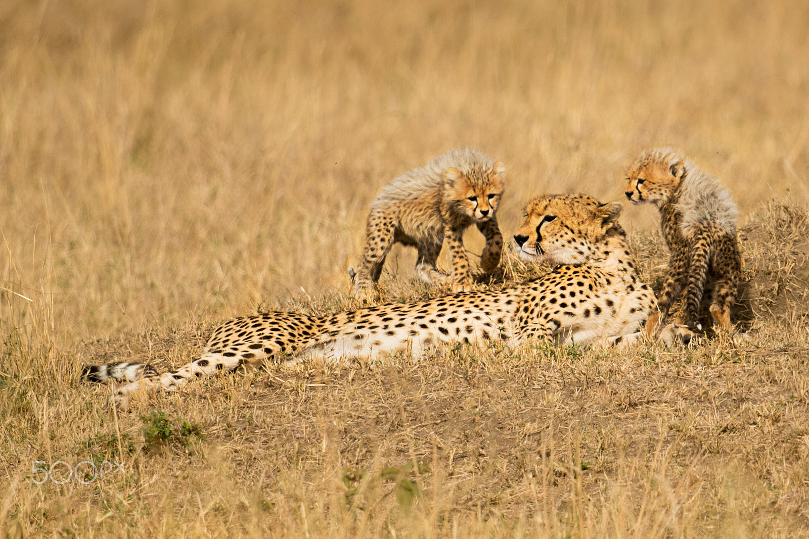 Nikon D5 sample photo. Mother cheetah & cubs 2 photography