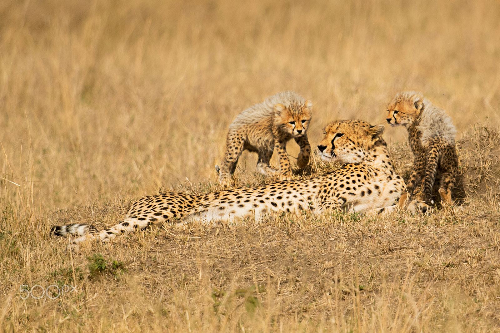 Nikon D5 + Nikon AF-S Nikkor 500mm F4G ED VR sample photo. Mother cheetah & cubs 2 photography