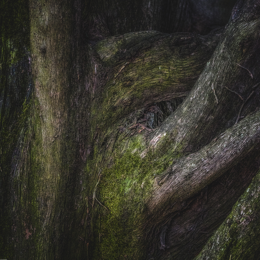 Nikon AF-S Nikkor 70-200mm F4G ED VR sample photo. Trunk of cypress photography