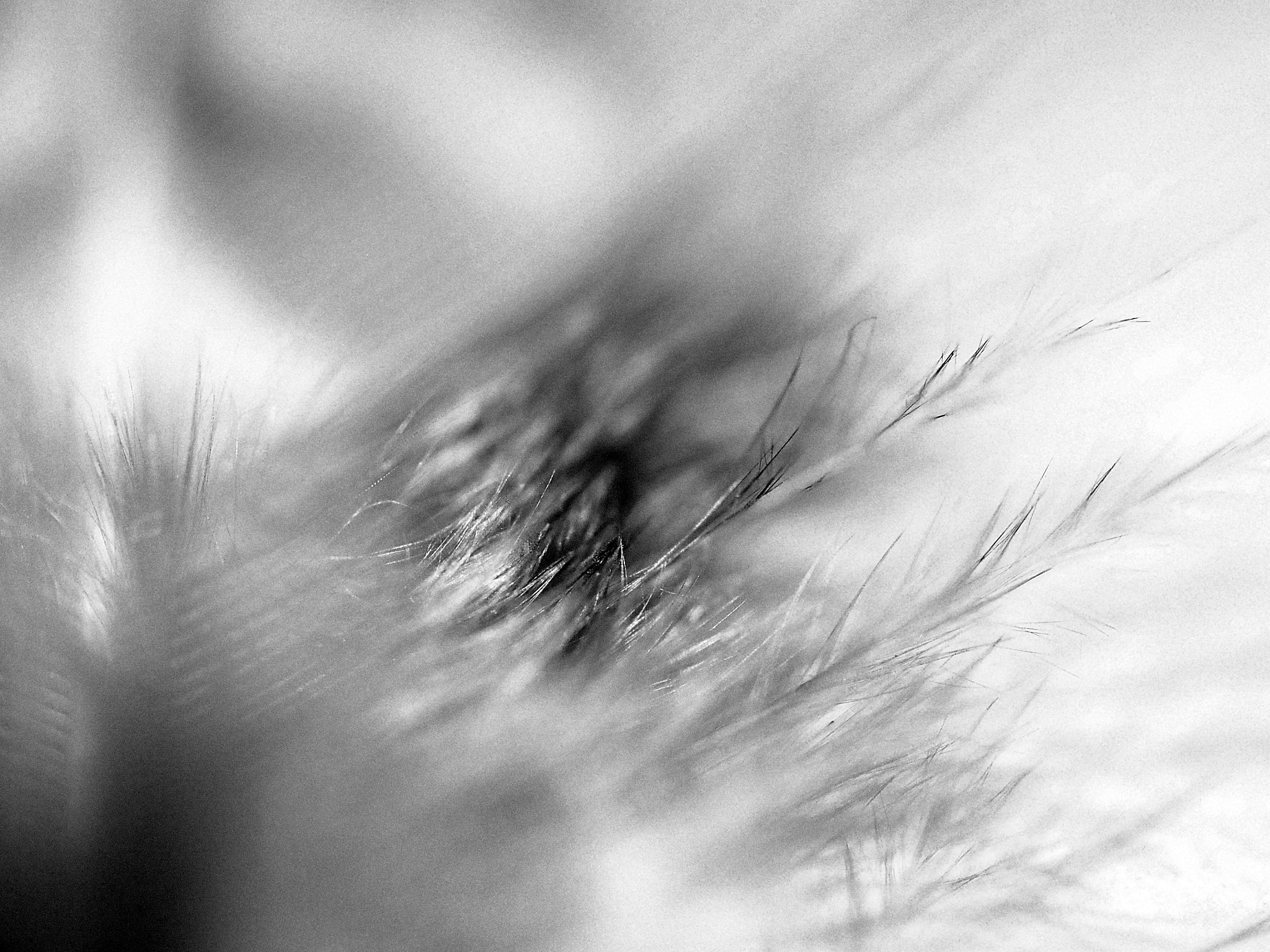 Olympus M.Zuiko Digital ED 60mm F2.8 Macro sample photo. Softness photography