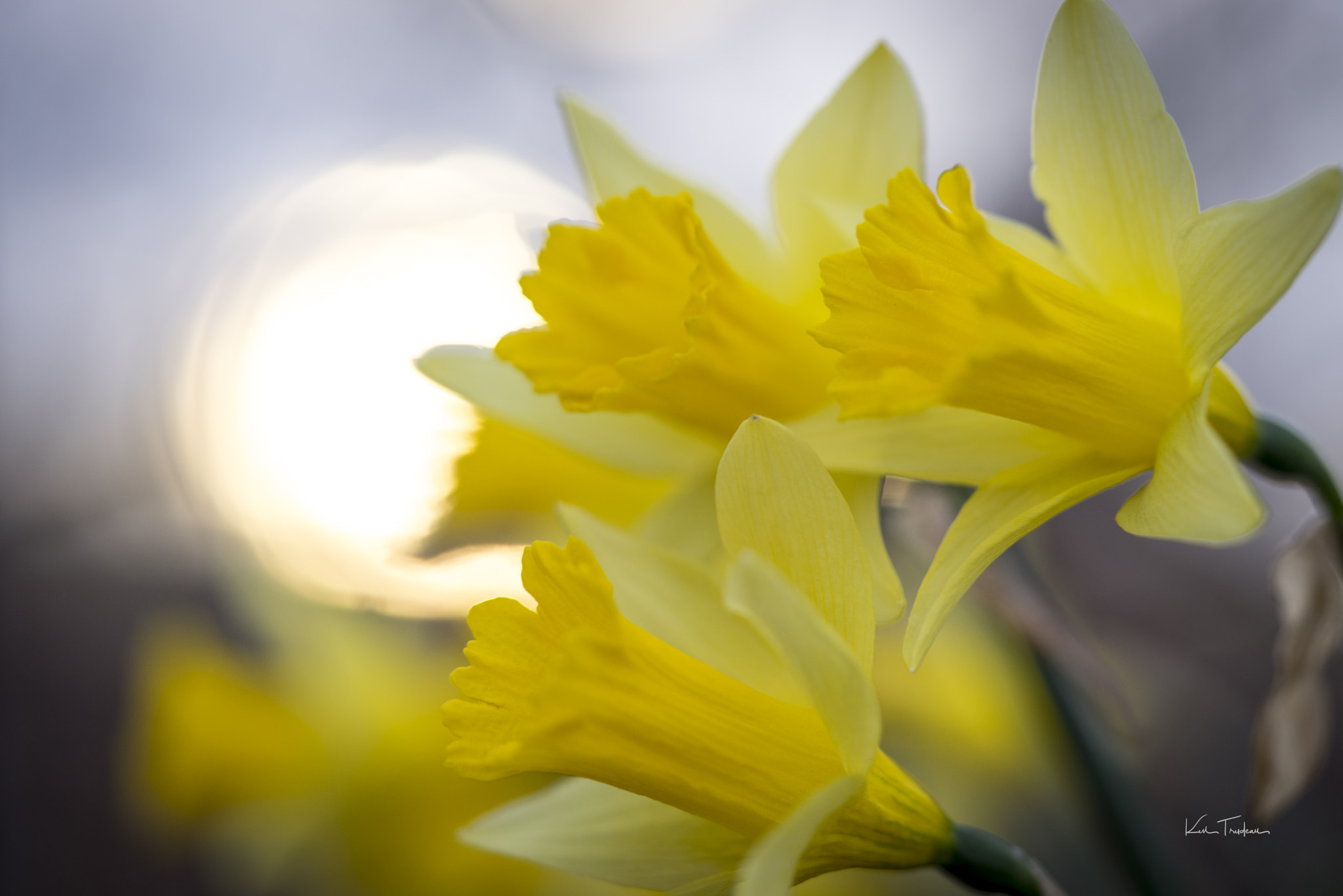 Sony a7R + Sony FE 90mm F2.8 Macro G OSS sample photo. Before spring photography