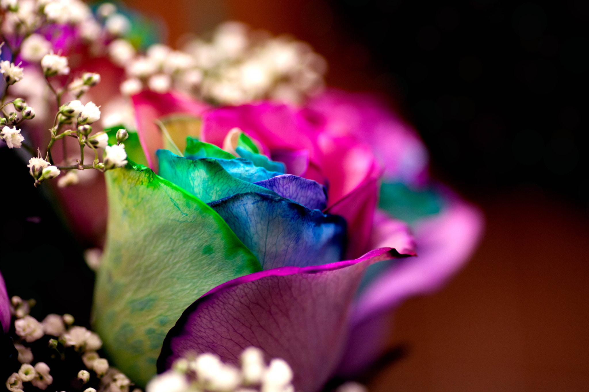 Canon EOS 5D Mark II + Tamron SP AF 90mm F2.8 Di Macro sample photo. Rainbow rose photography