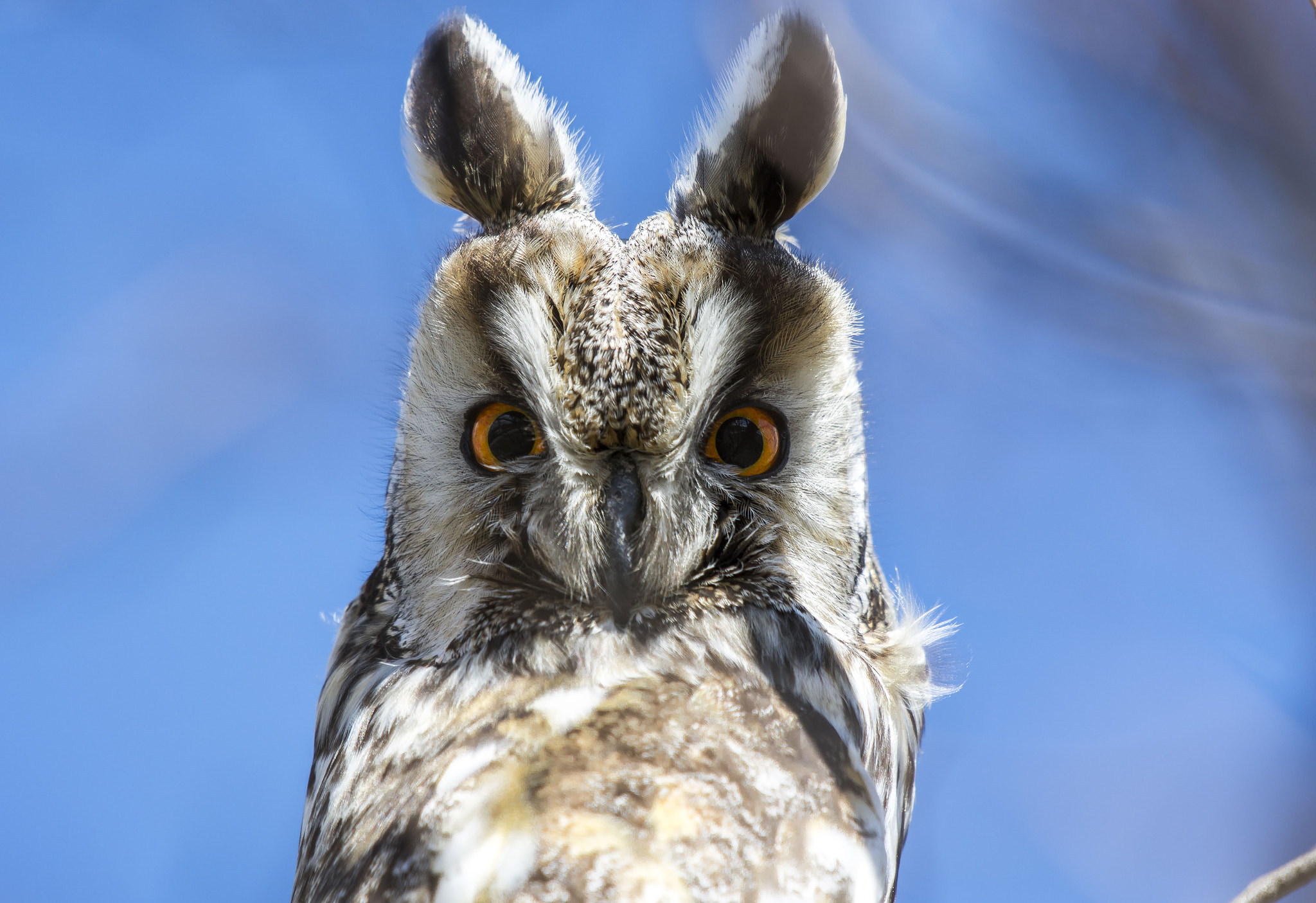 Nikon AF-S Nikkor 200-500mm F5.6E ED VR sample photo. Kulaklı orman baykuşu » long-eared owl » asio otus photography