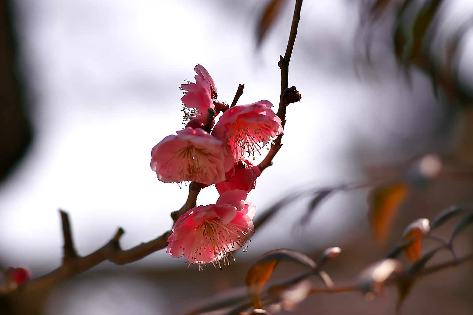 Sony a7 + 135mm F2.8[T4.5] STF sample photo. Plum photography