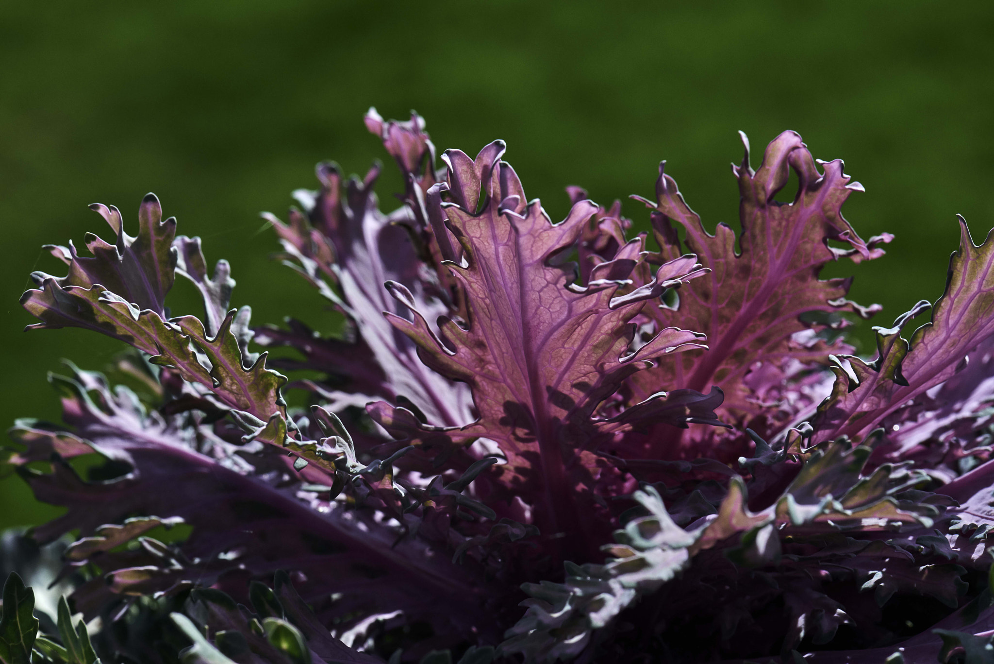 Nikon D800 sample photo. Cauliflower photography