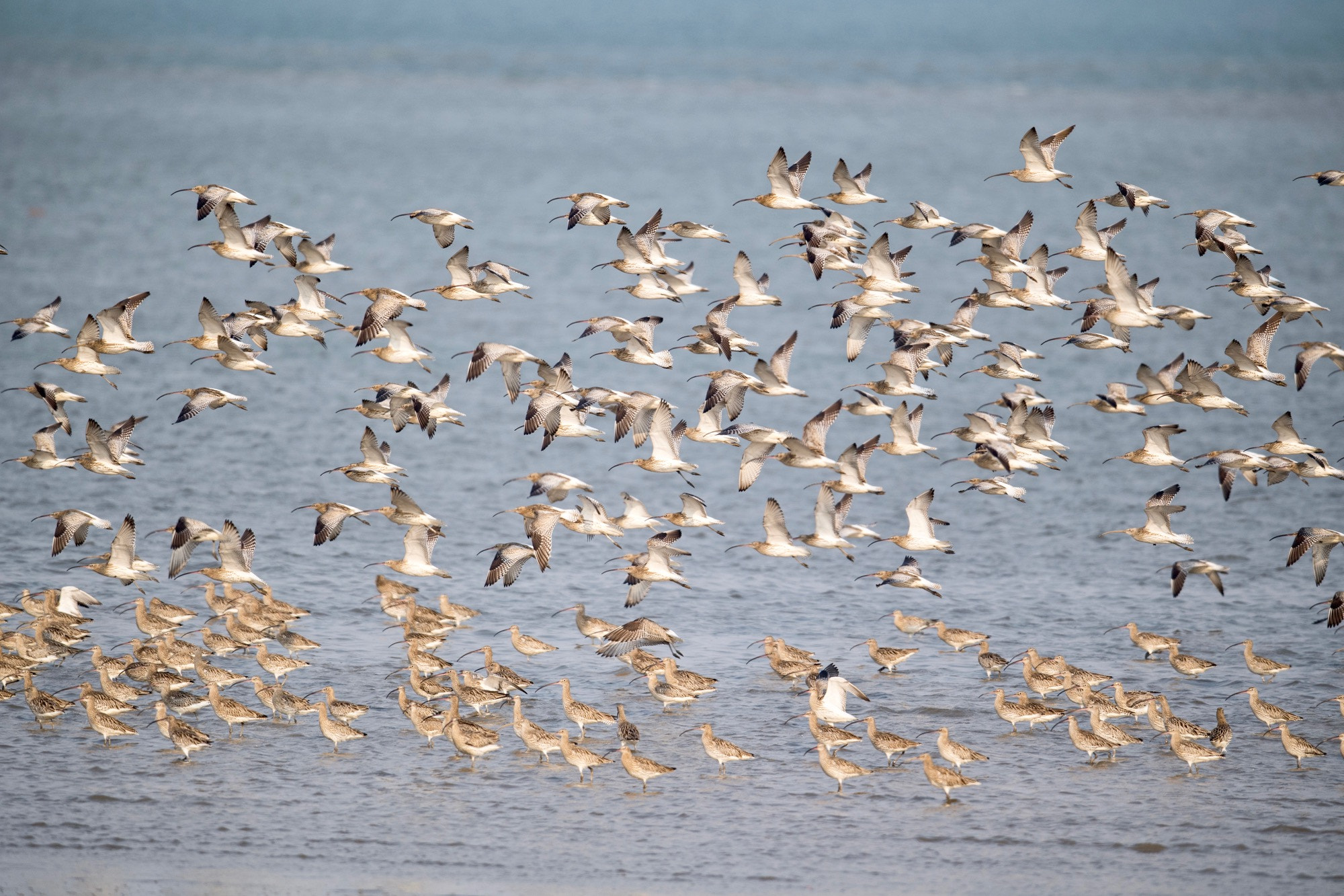Nikon AF-S Nikkor 800mm F5.6E FL ED VR sample photo. Eurasian curlew photography