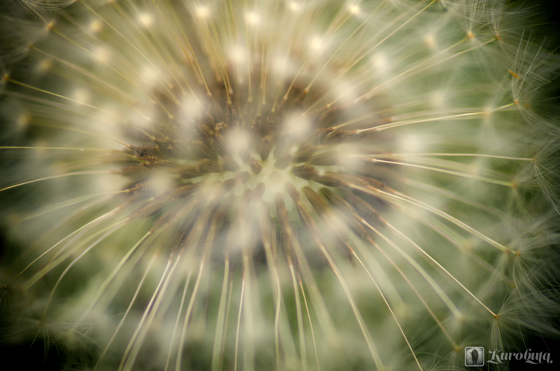 Pentax K-5 II + Pentax smc D-FA 100mm F2.8 Macro WR sample photo. Dandelion photography