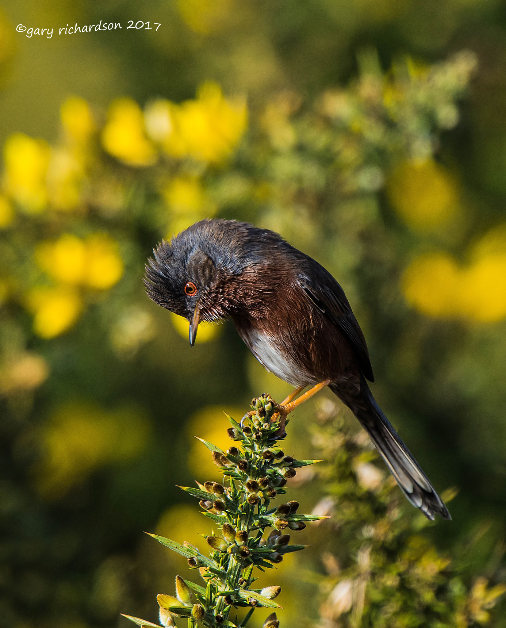 Nikon D810 + Nikon AF-S Nikkor 500mm F4G ED VR sample photo. Dartford warbler photography