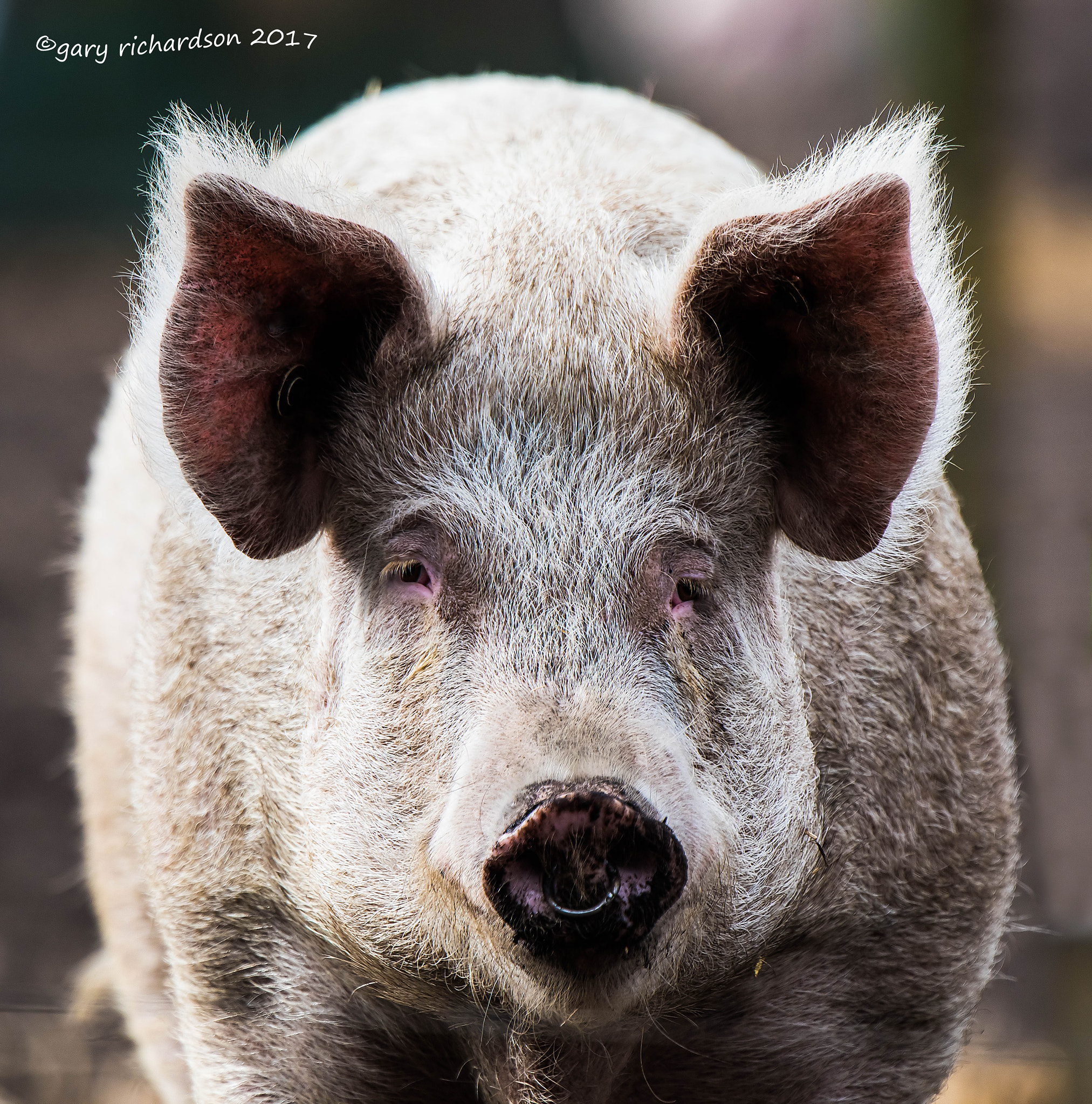 Nikon D810 + Nikon AF-S Nikkor 500mm F4G ED VR sample photo. Pig photography