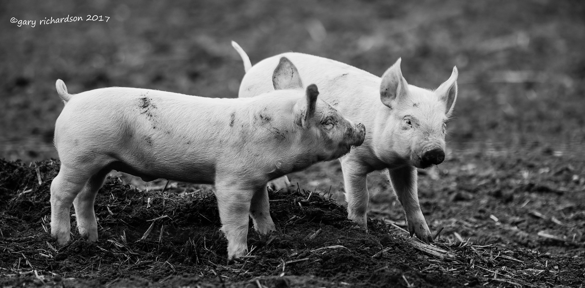 Nikon D810 + Nikon AF-S Nikkor 500mm F4G ED VR sample photo. Piglets photography