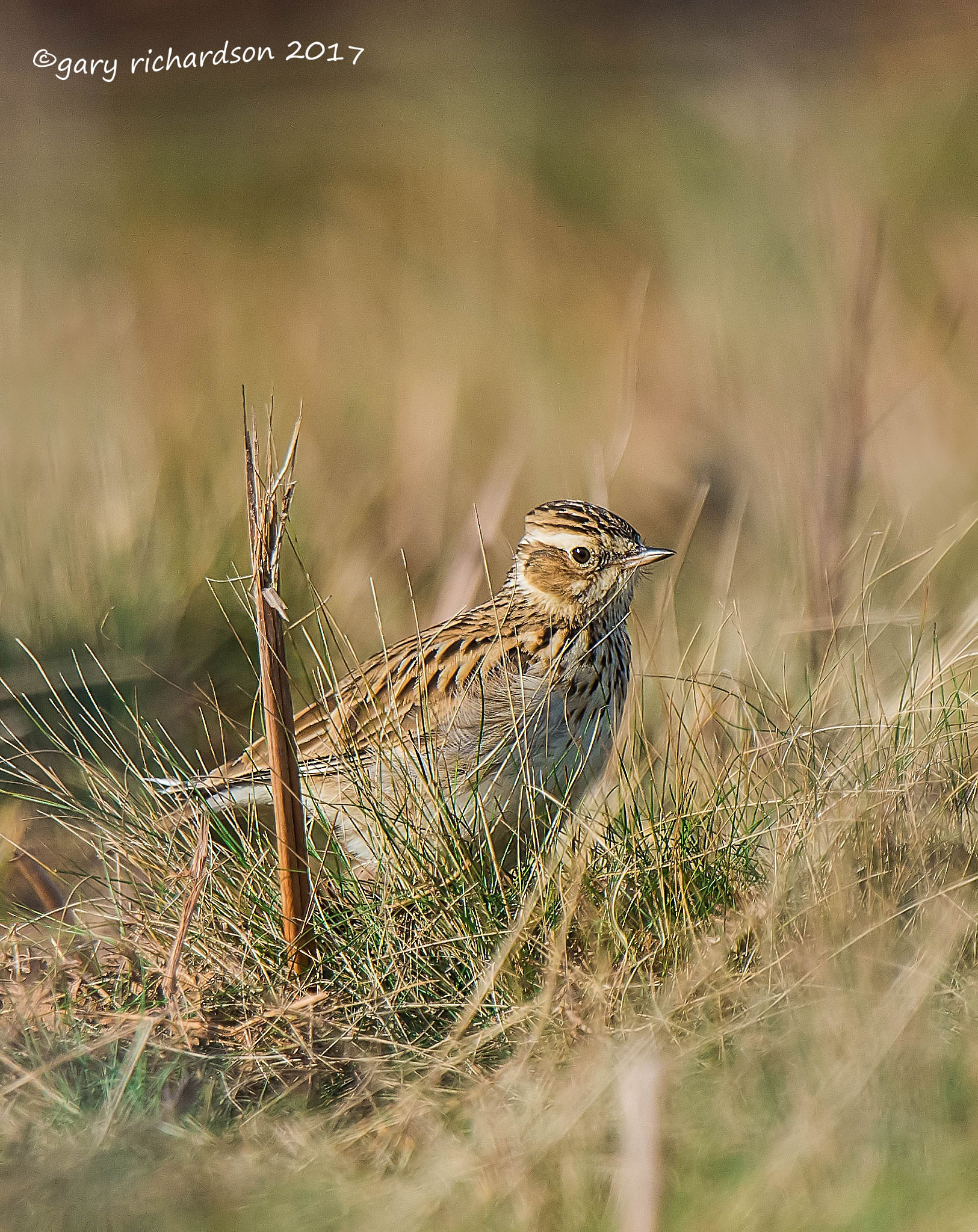 Nikon D810 + Nikon AF-S Nikkor 500mm F4G ED VR sample photo. Woodlark photography