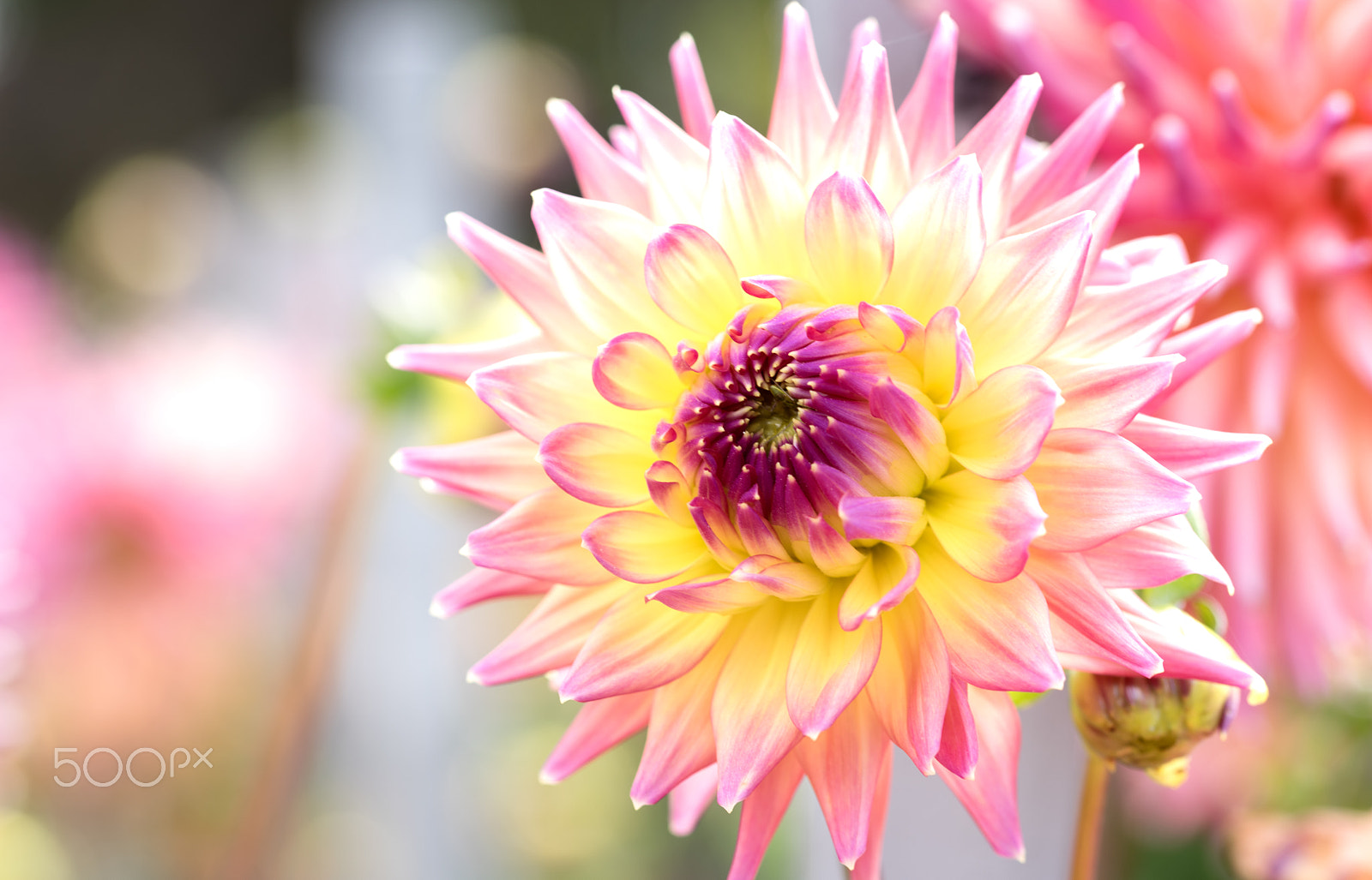 Sigma 105mm F2.8 EX DG OS HSM sample photo. Multicolor dahlia photography