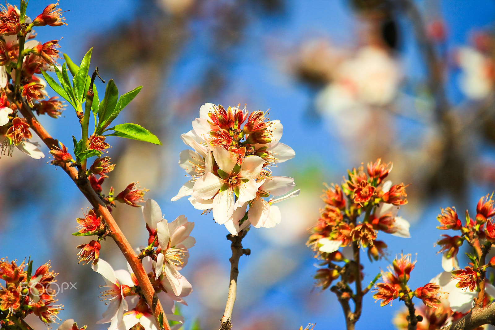 Canon EOS 600D (Rebel EOS T3i / EOS Kiss X5) + Canon EF 70-200mm F4L USM sample photo. Almond blossoms - lachish - israel photography