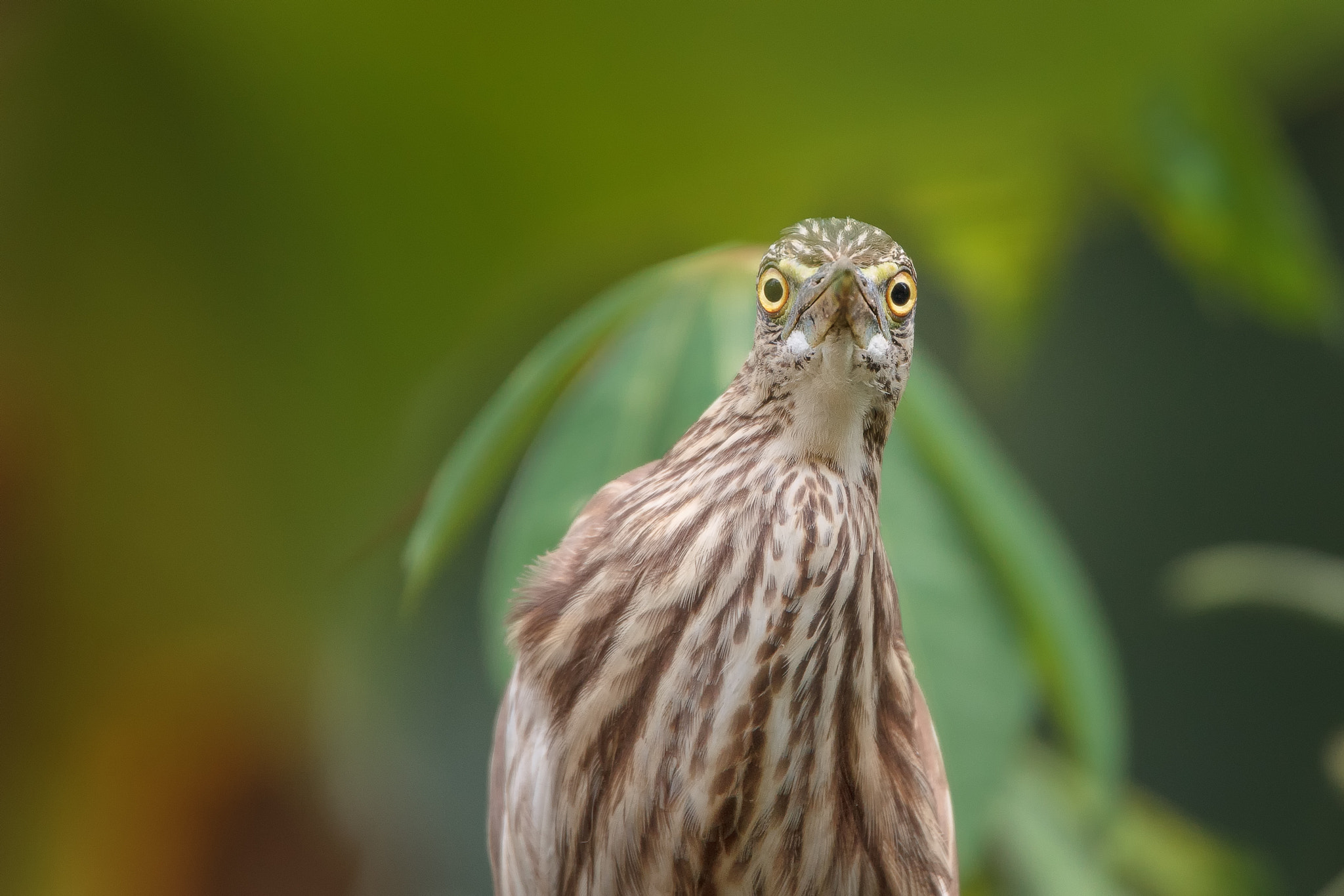 Tamron SP 150-600mm F5-6.3 Di VC USD sample photo. Pond heron photography