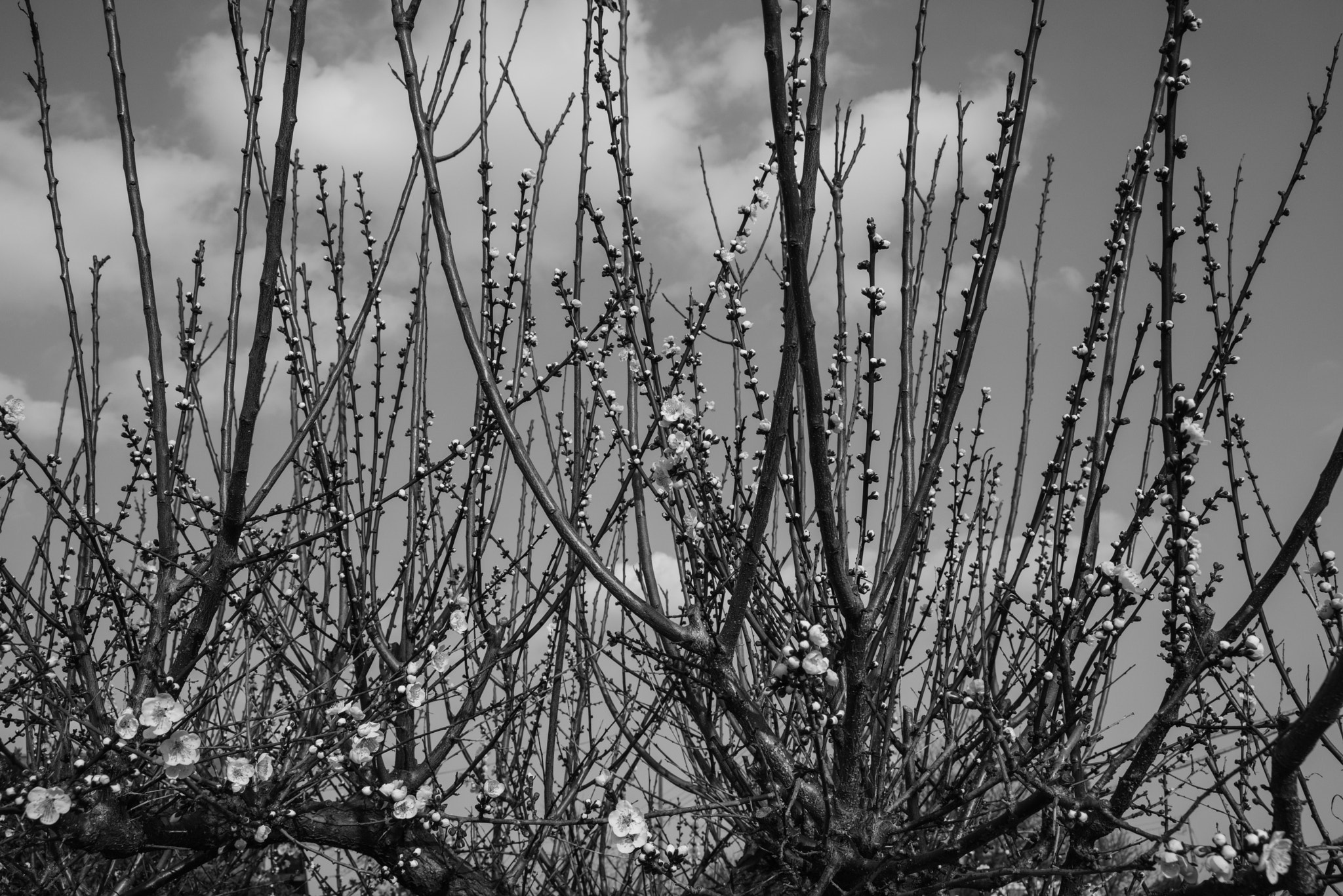 AF Zoom-Nikkor 28-105mm f/3.5-4.5D IF sample photo. Buds photography
