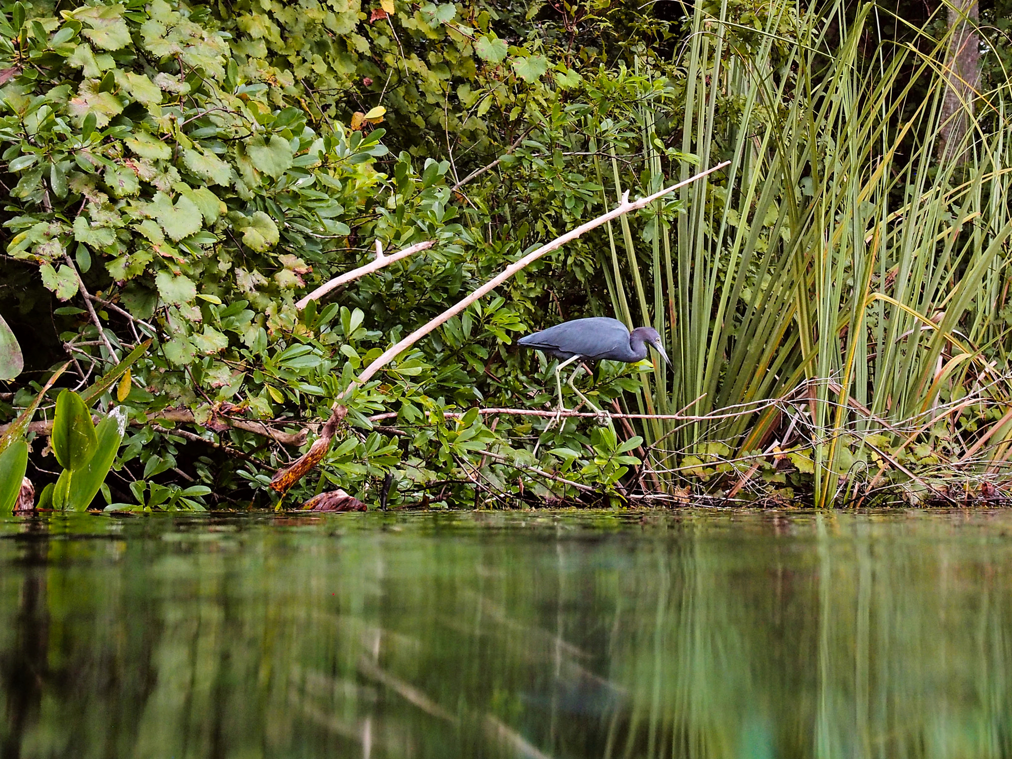 Olympus OM-D E-M5 sample photo. Little blue heron walking the line photography