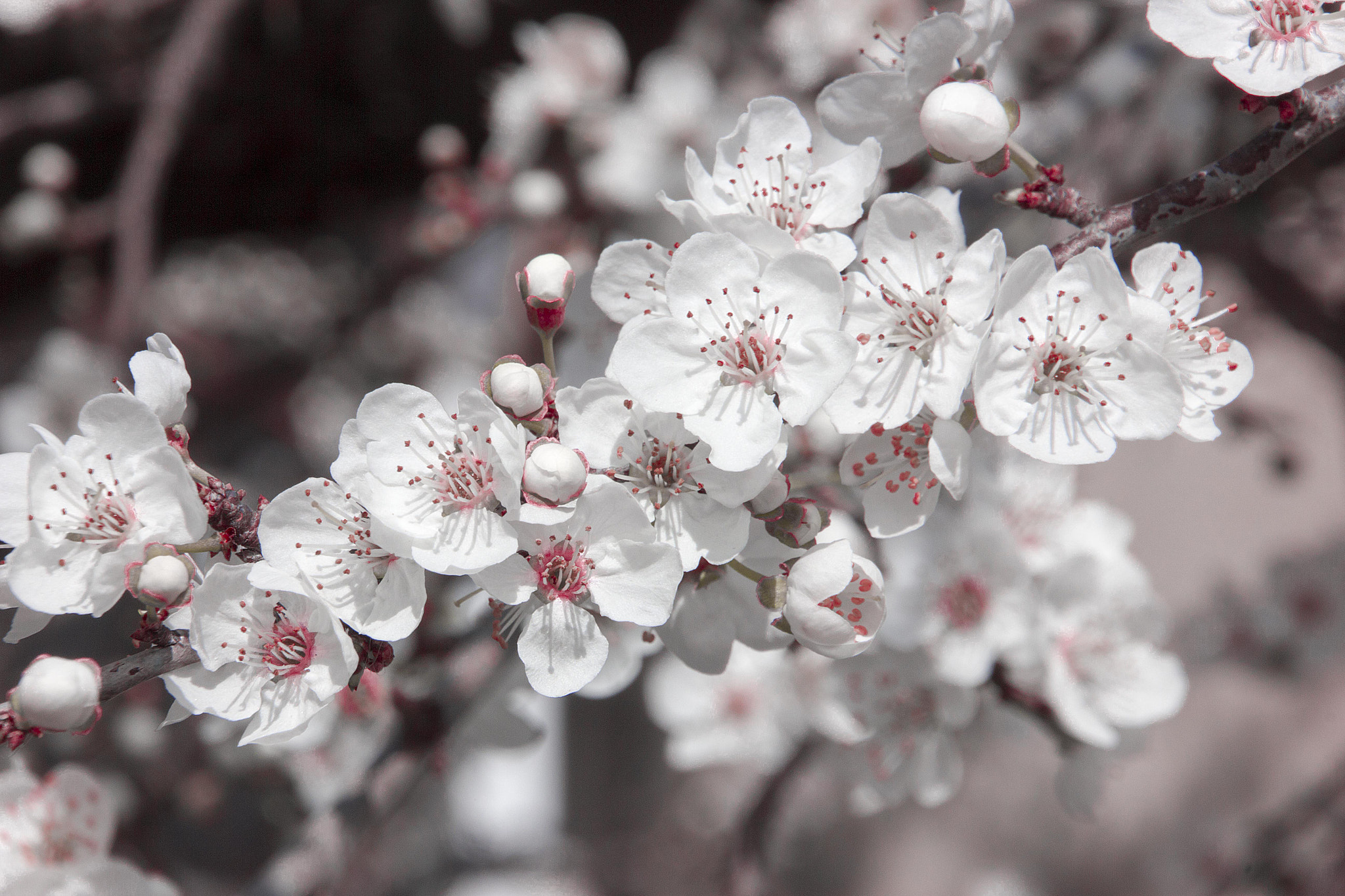 Canon EOS 550D (EOS Rebel T2i / EOS Kiss X4) sample photo. Beautiful spring photography