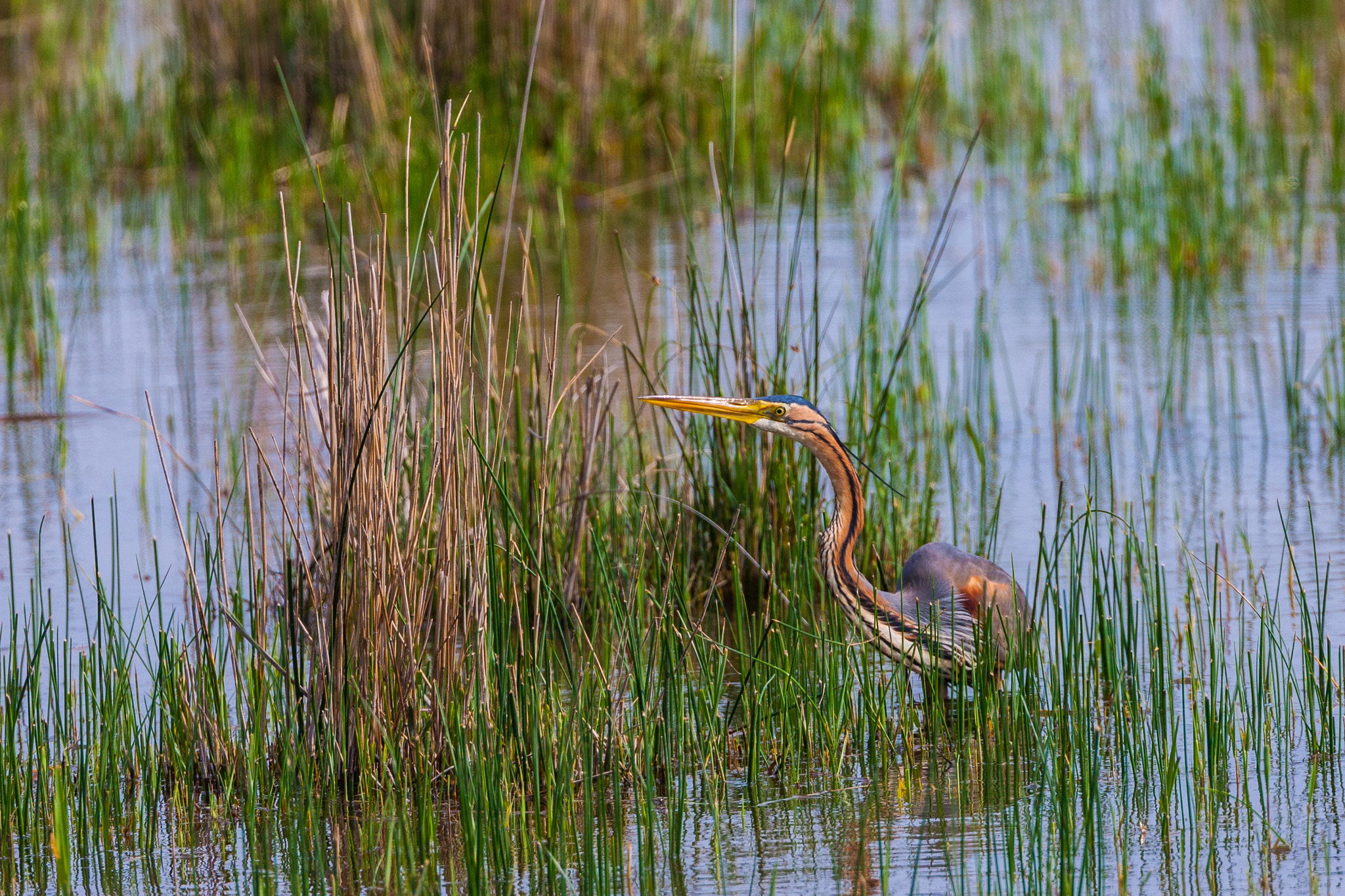 Canon EF 500mm F4L IS USM sample photo. Purple heron watching for prey 1 photography