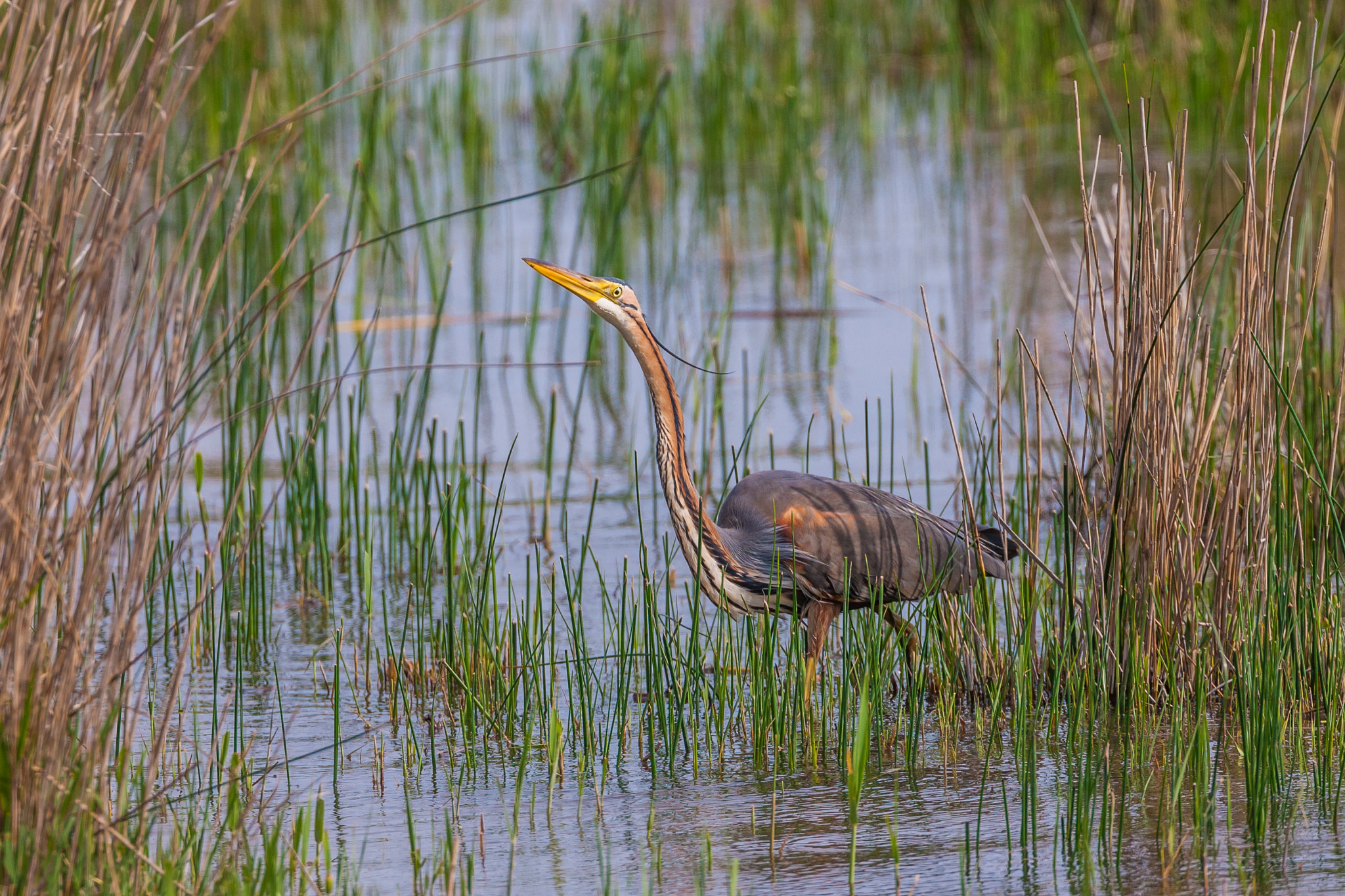 Canon EF 500mm F4L IS USM sample photo. Purple heron watching for prey 2 photography