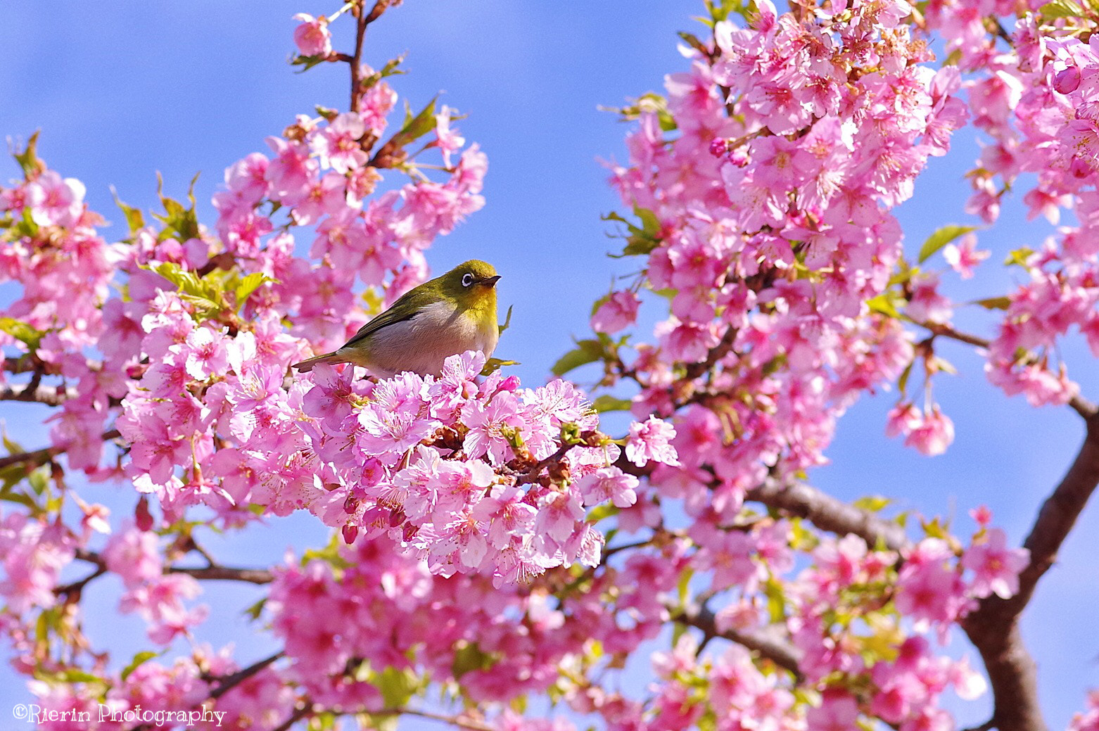 Pentax K-1 sample photo. Siver eye with cherry blossoms photography