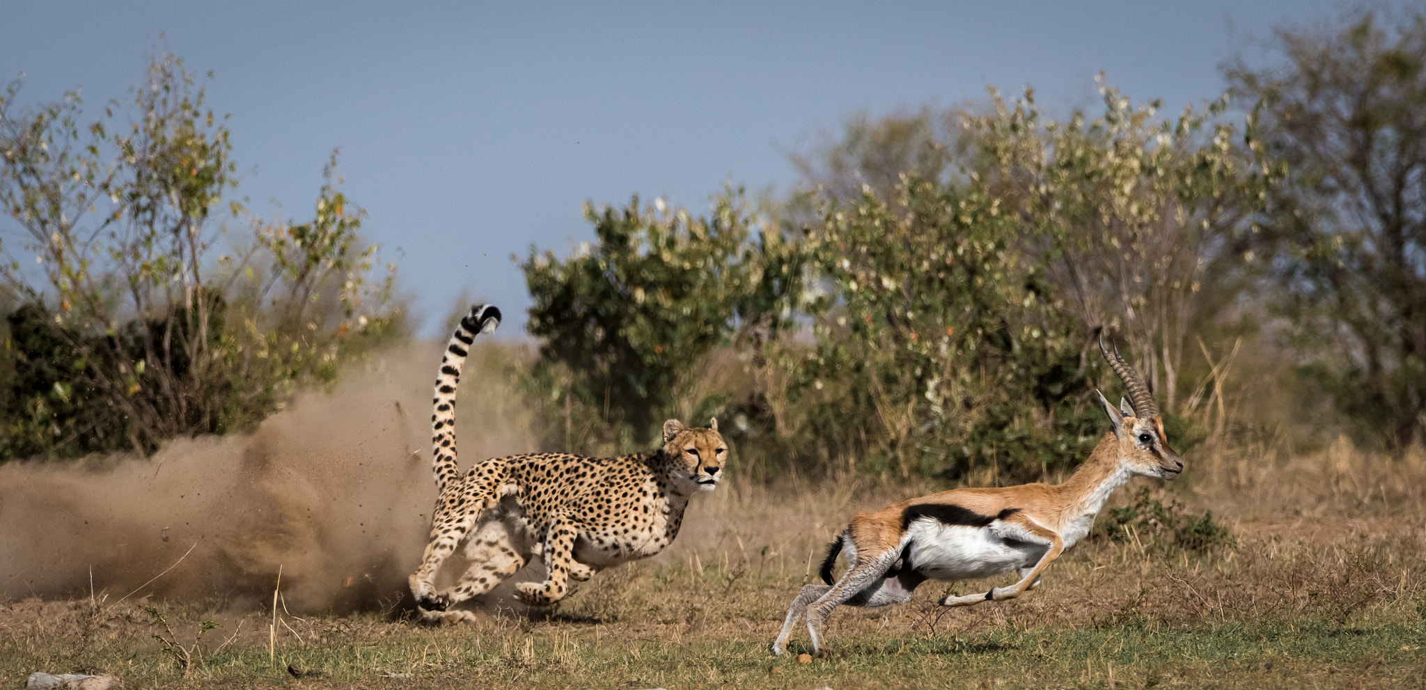 Nikon D810 sample photo. Malaika strikes - 3rd of 8 photography