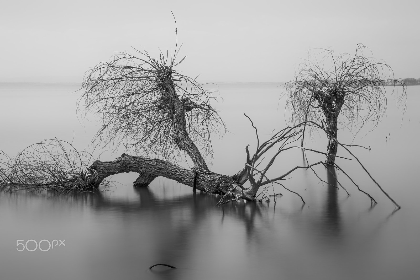 Nikon D810 + Sigma 24-105mm F4 DG OS HSM Art sample photo. Poor tree photography