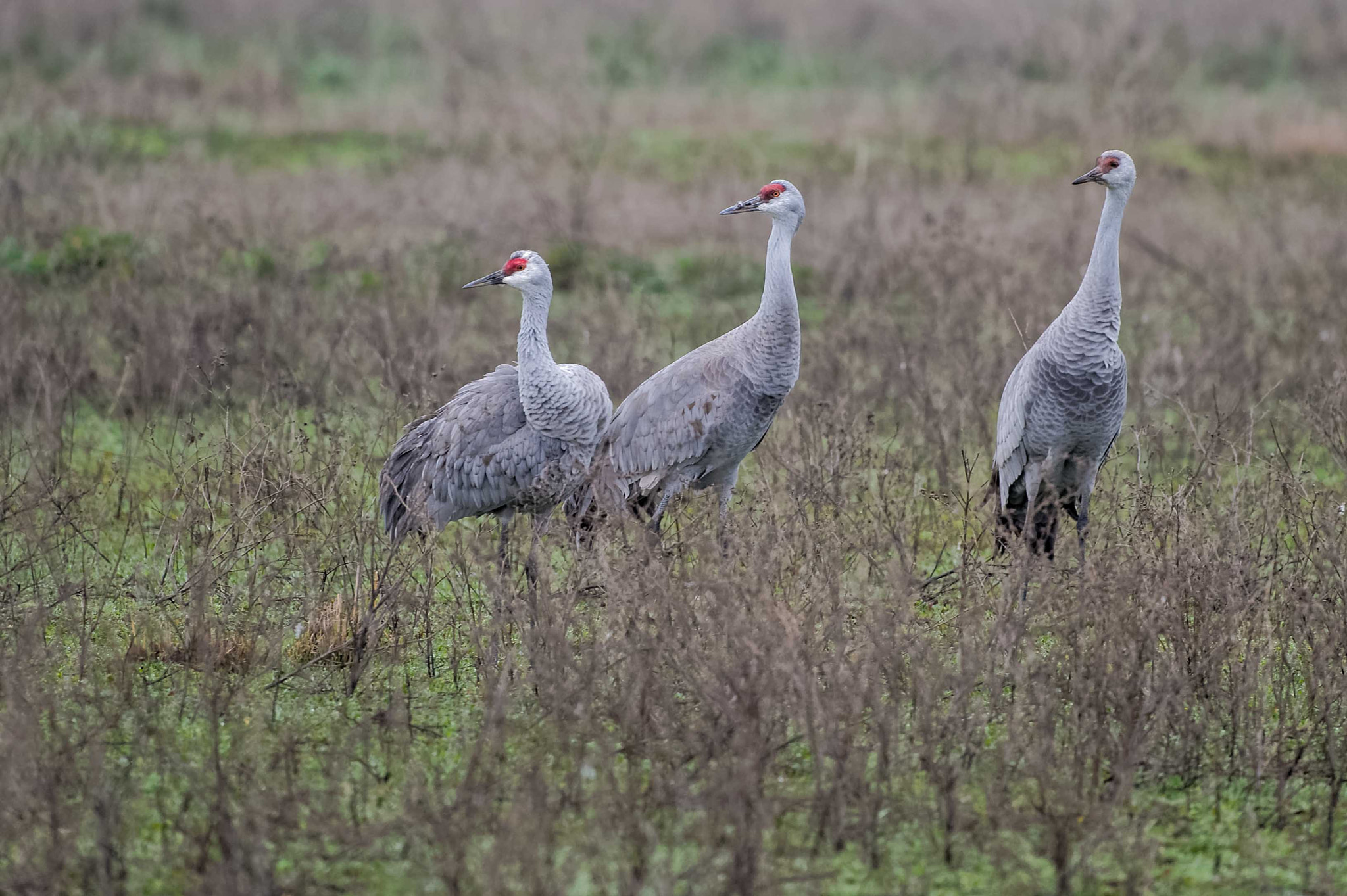 Sigma 150-600mm F5-6.3 DG OS HSM | S sample photo. Sandhill crane family photography